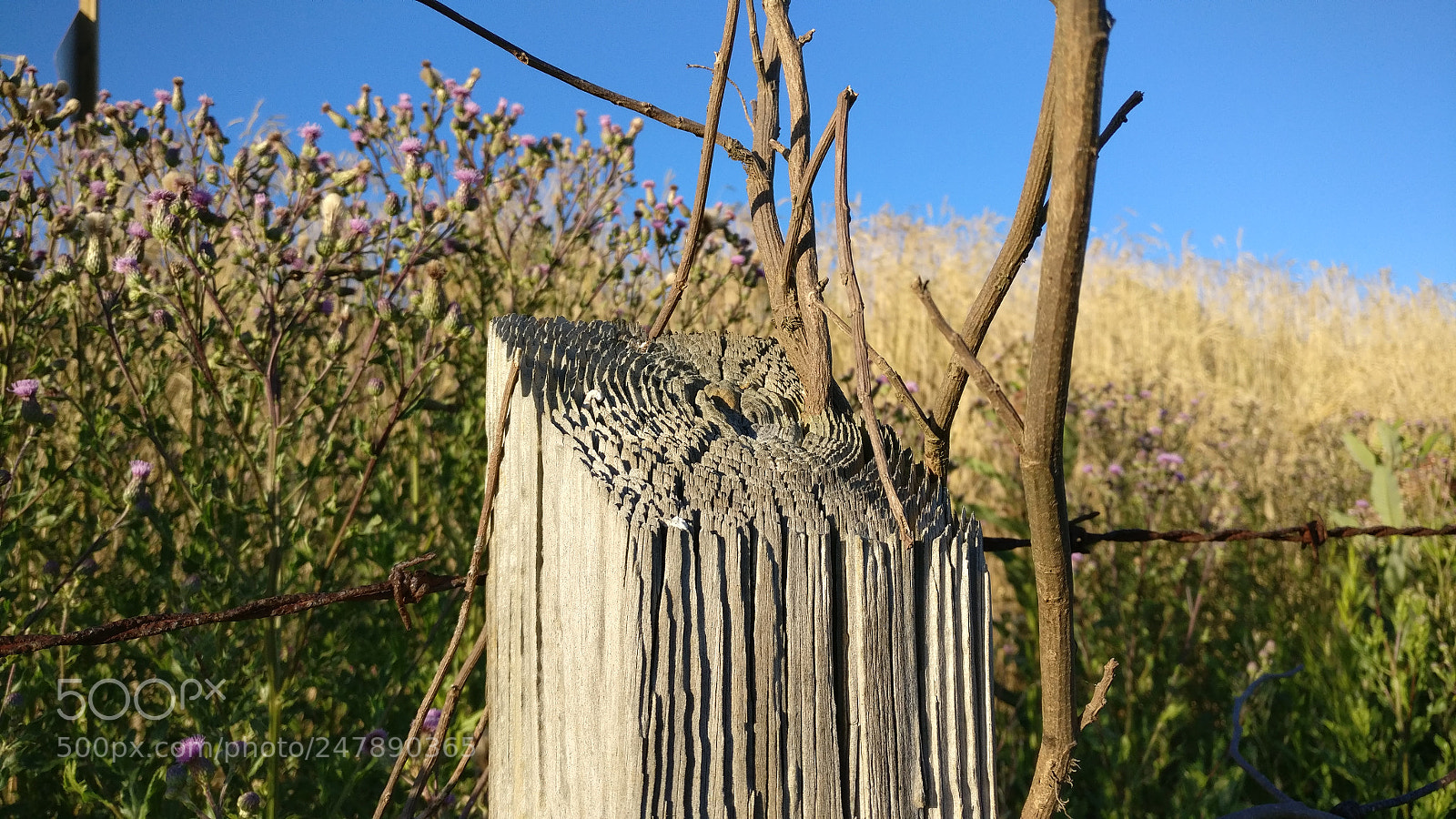 OnePlus A3000 sample photo. Fencepost photography