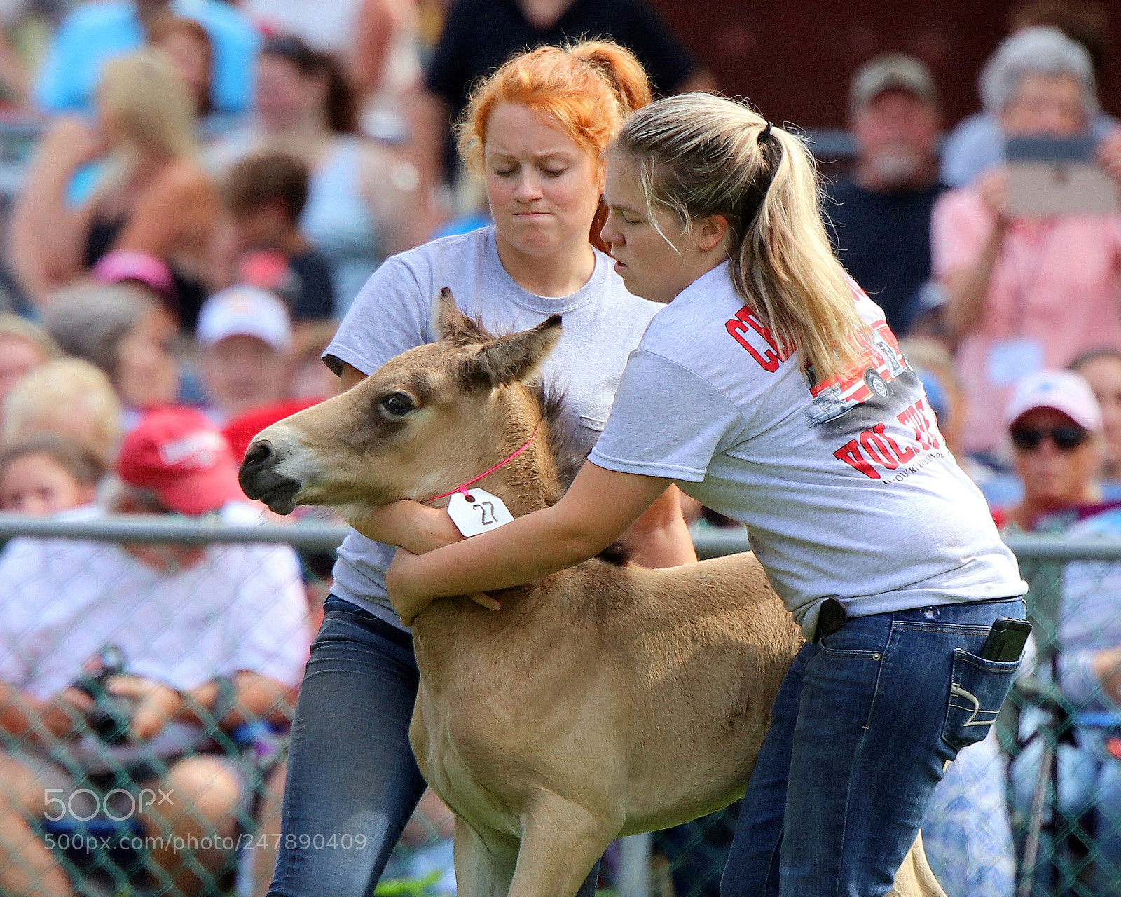 Canon EOS 80D sample photo. Pony wrestling photography