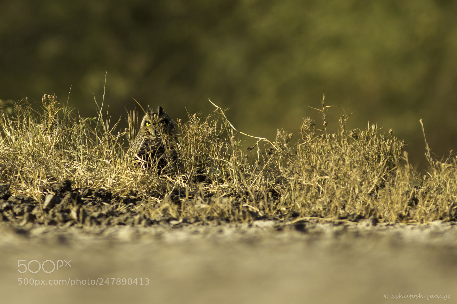 Canon EOS 60D sample photo. Short eared owl photography