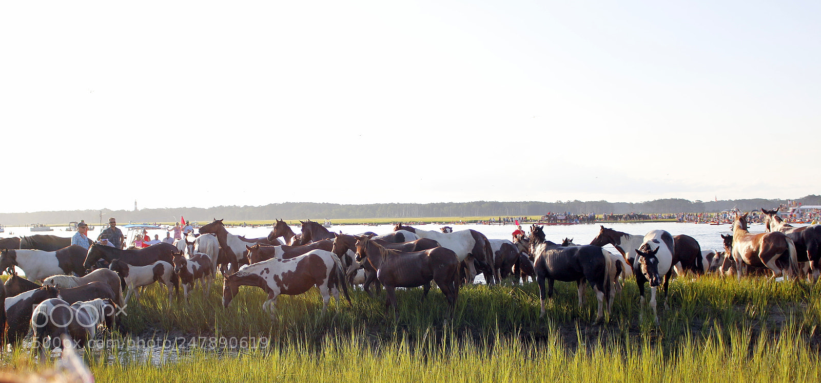 Canon EOS 700D (EOS Rebel T5i / EOS Kiss X7i) sample photo. The great chincoteague pony photography