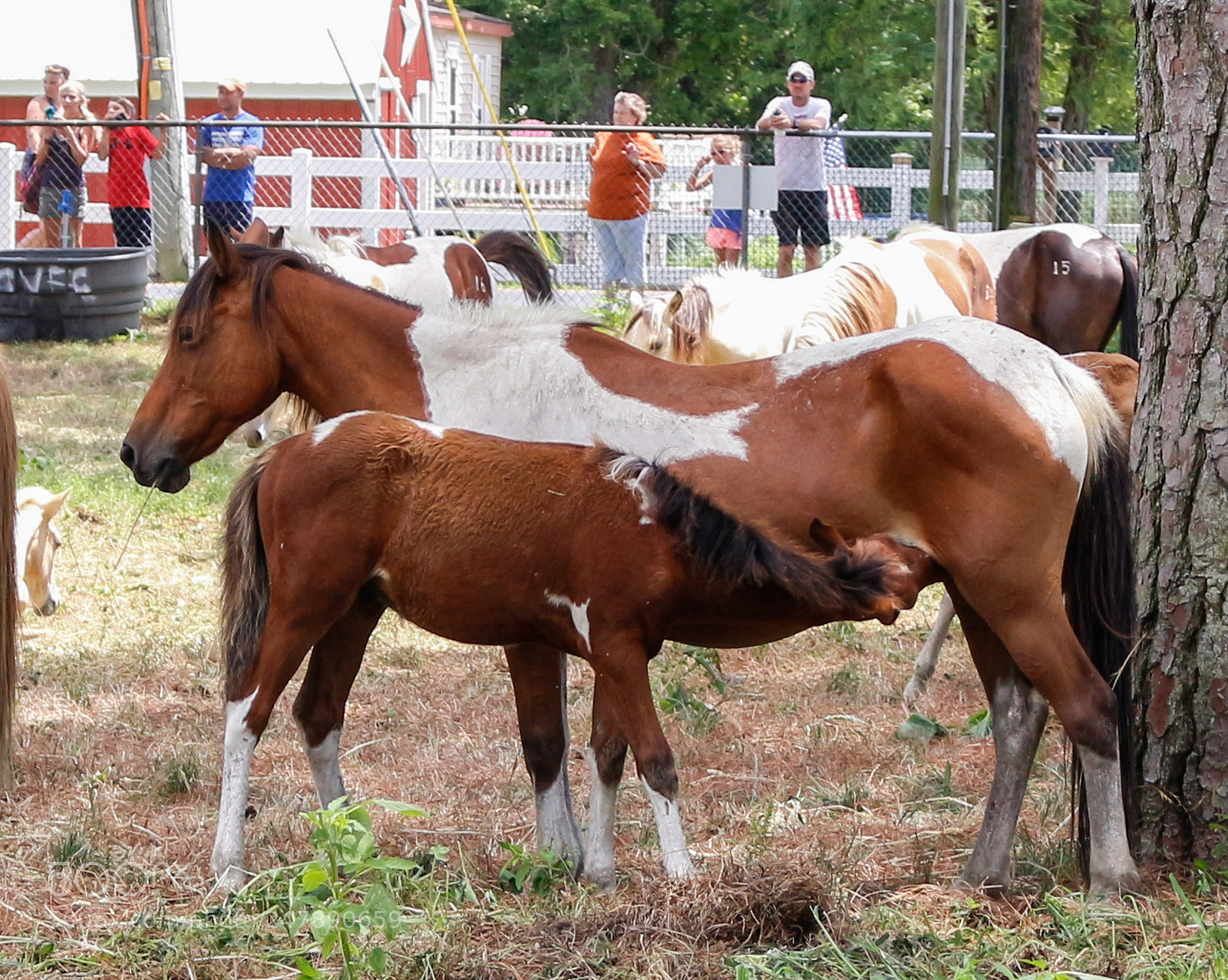 Canon EOS 700D (EOS Rebel T5i / EOS Kiss X7i) sample photo. The great chincoteague pony photography