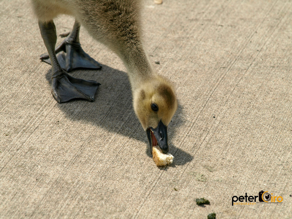 Olympus E-410 (EVOLT E-410) sample photo. Baby goose eating bread photography