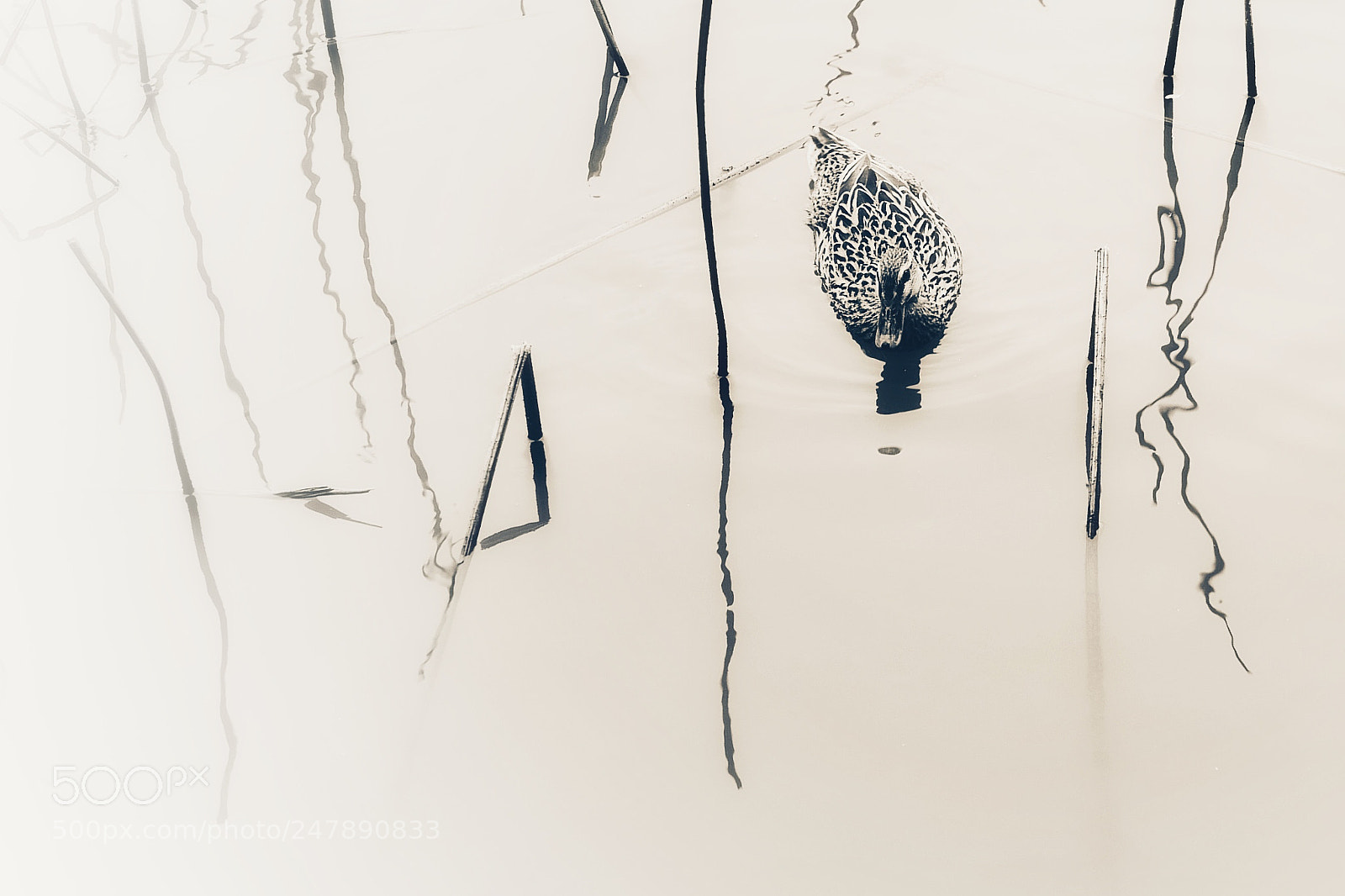 Leica Q (Typ 116) sample photo. Untitled photography