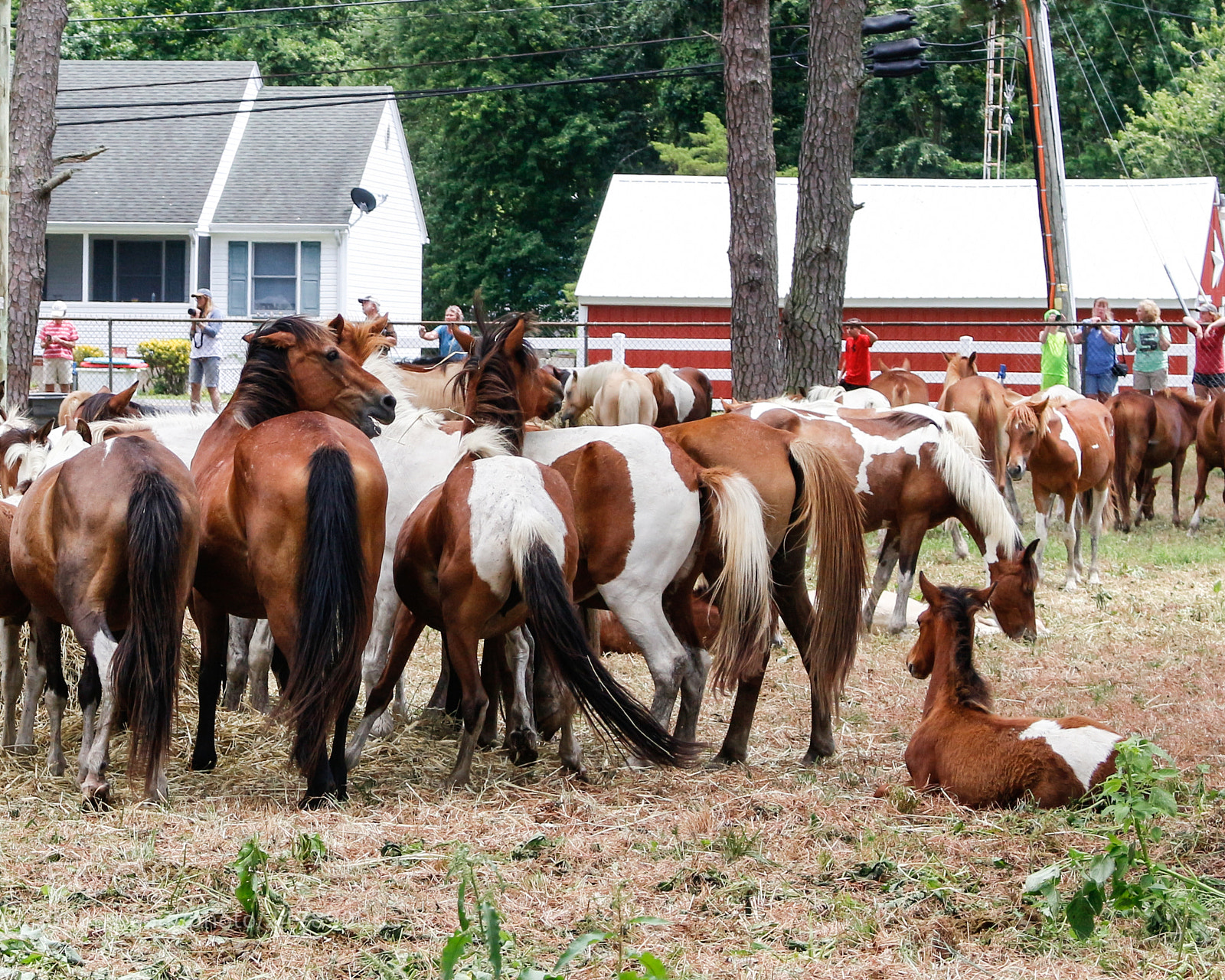 Canon EOS 700D (EOS Rebel T5i / EOS Kiss X7i) sample photo. The great chincoteague pony photography