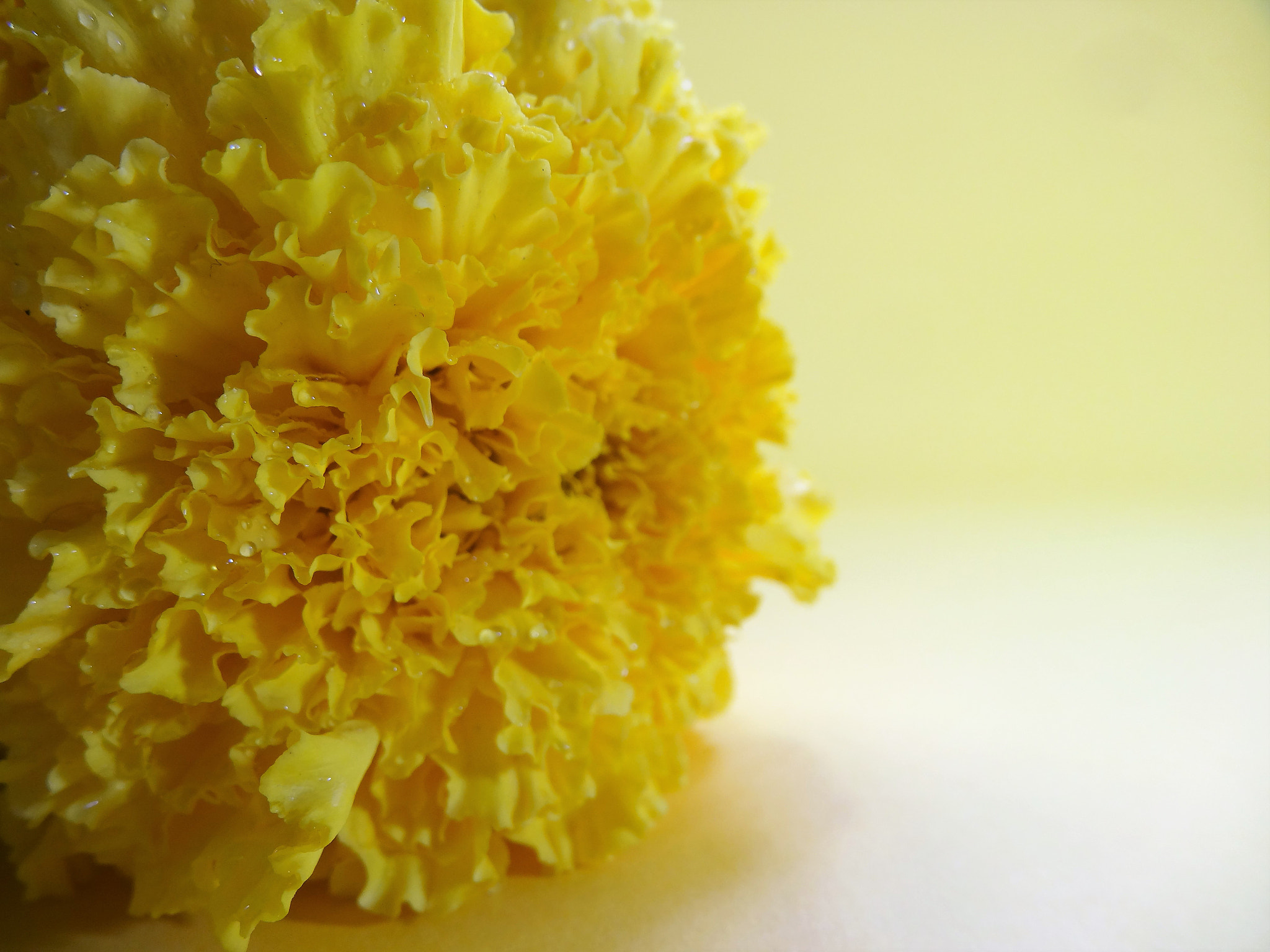 Sony Cyber-shot DSC-HX30V sample photo. Yellow chrysantemus world photography