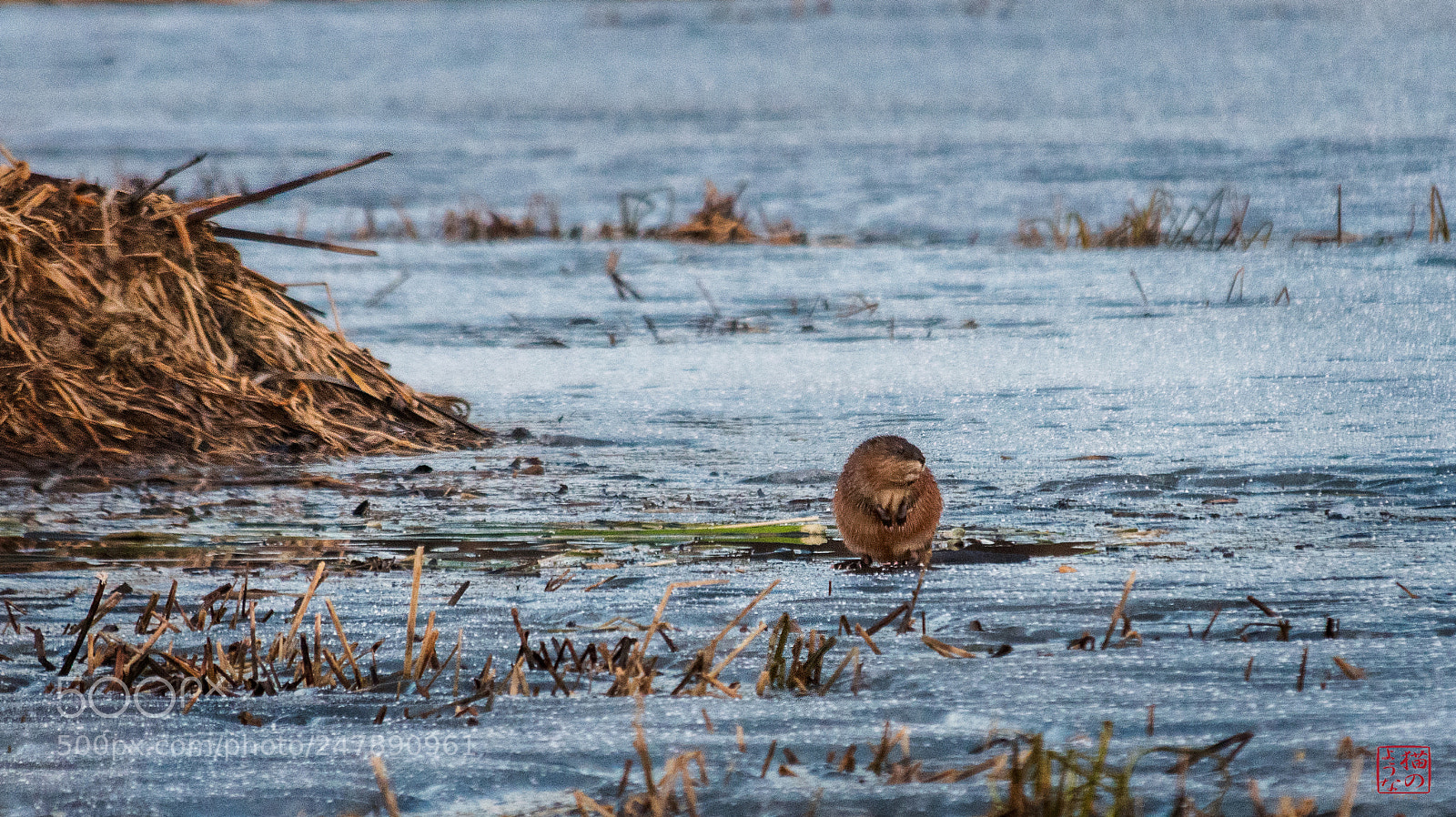 Nikon D500 sample photo. Muskrat looking for love photography