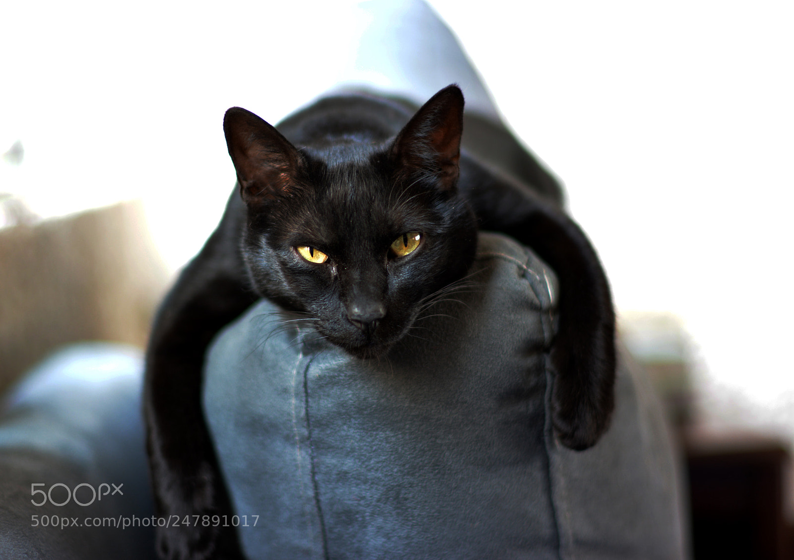 Nikon D7100 sample photo. Lazy eyes photography