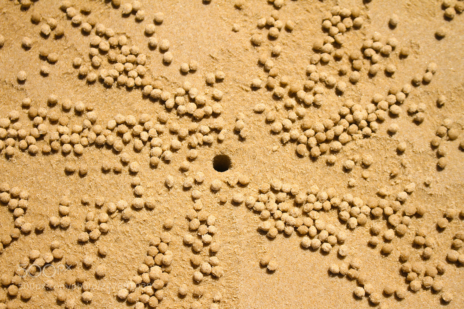 Canon EOS 7D sample photo. Crab balls photography