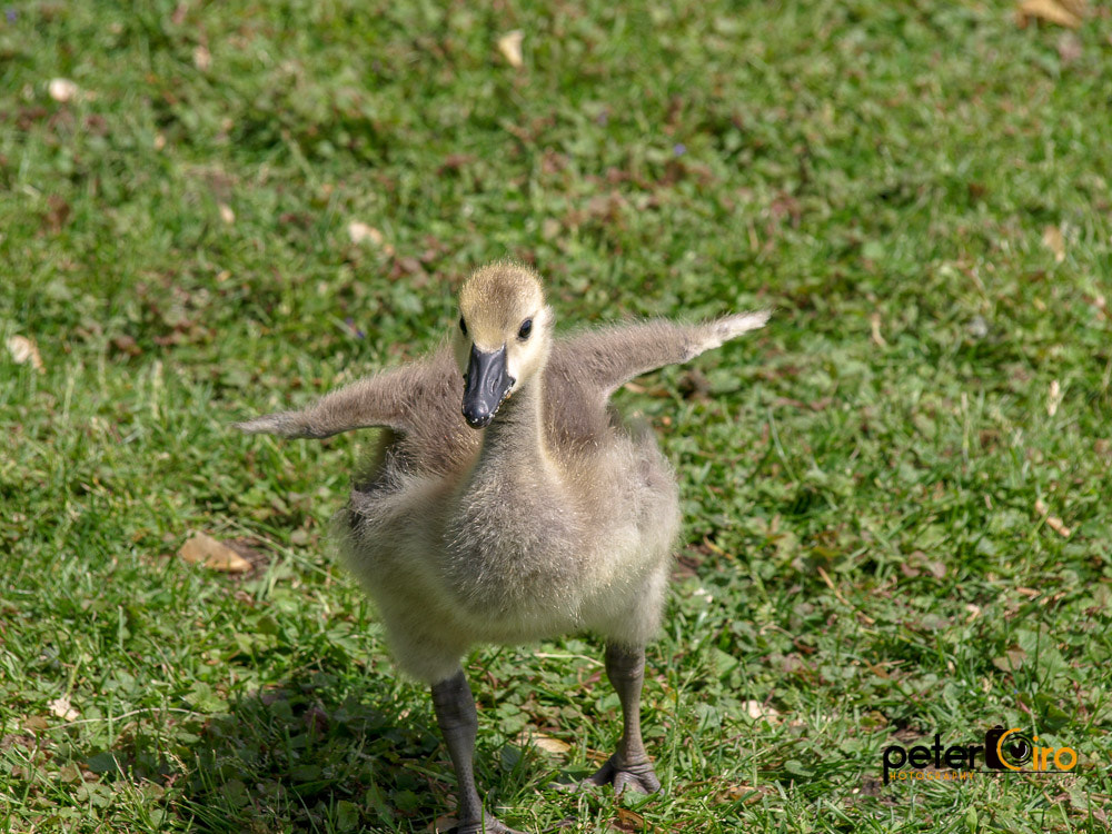 Olympus E-410 (EVOLT E-410) sample photo. I can fly...maybe.... photography