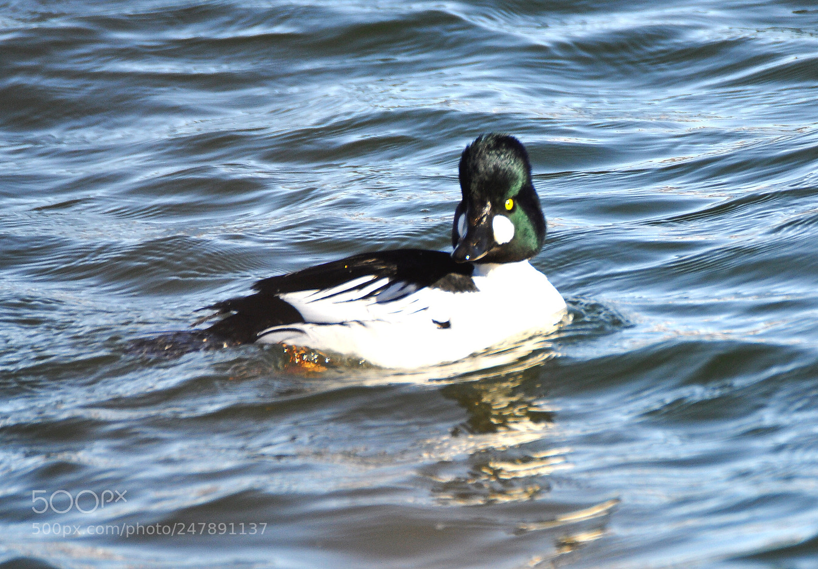 Nikon D90 sample photo. Goldeneye photography