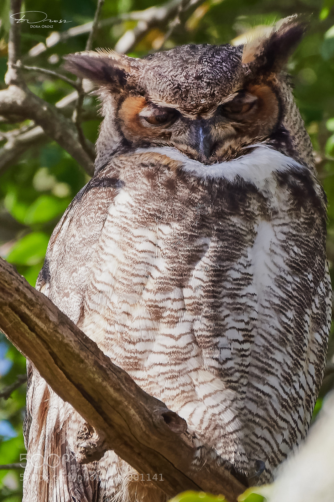 Nikon D500 sample photo. Sleepy great horned owl photography