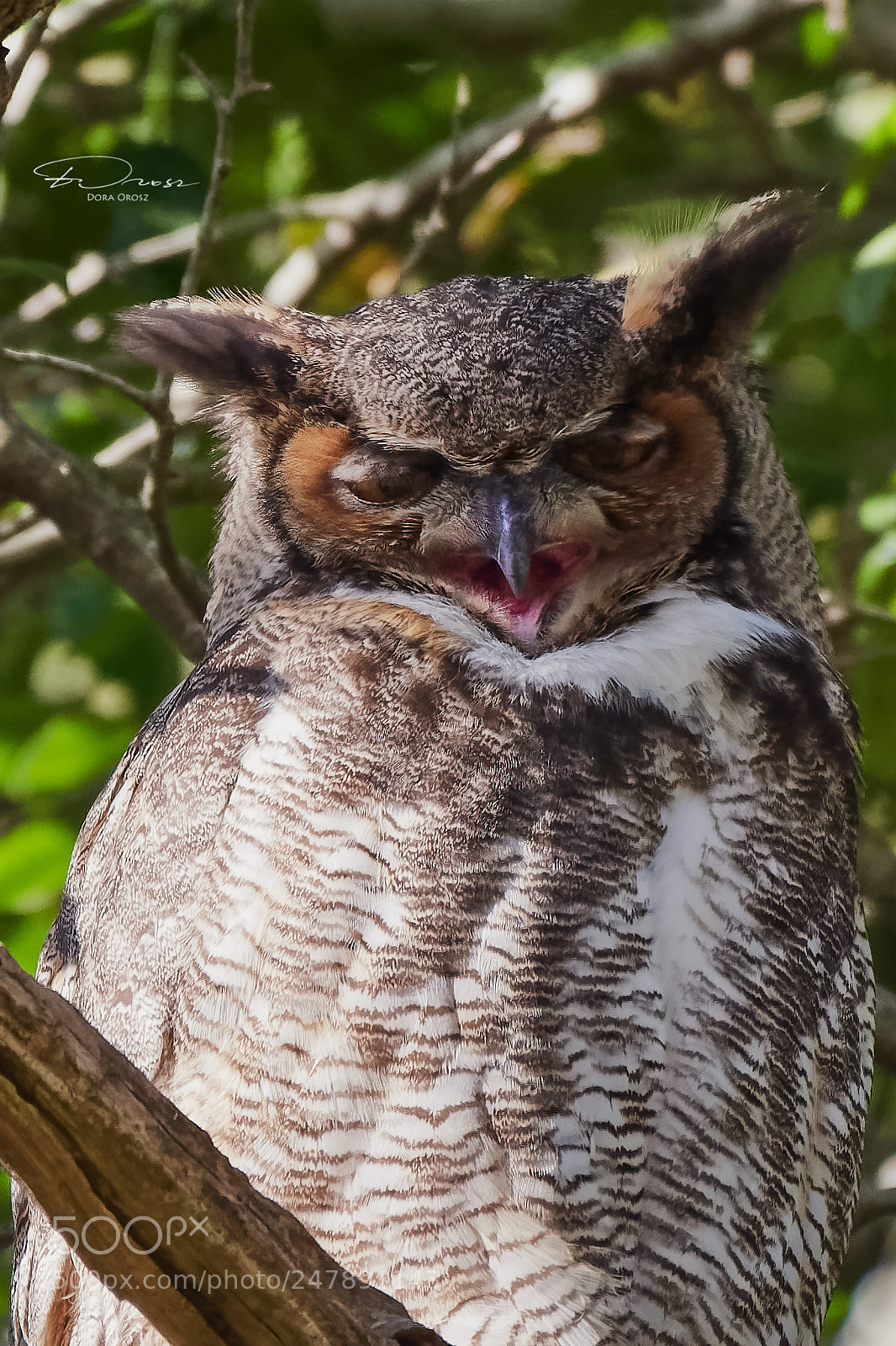 Nikon D500 sample photo. Sleepy great horned owl photography