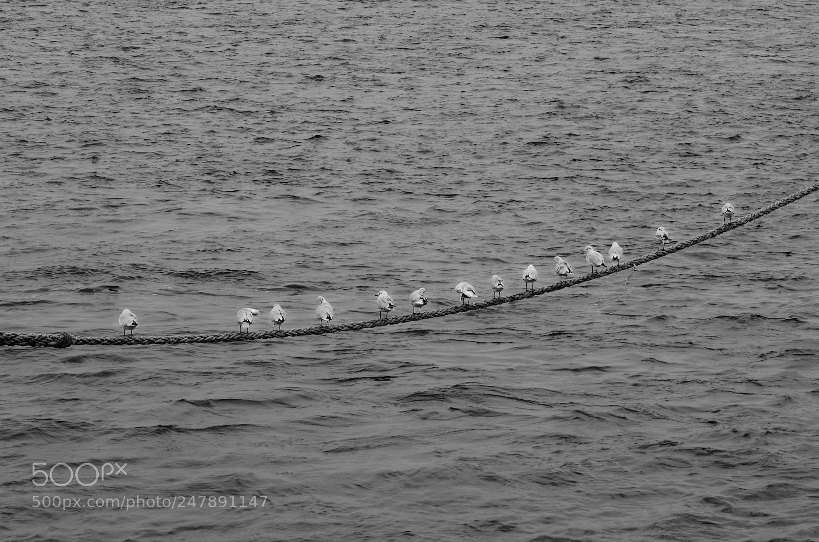 Nikon D5100 sample photo. Fila emplumada photography