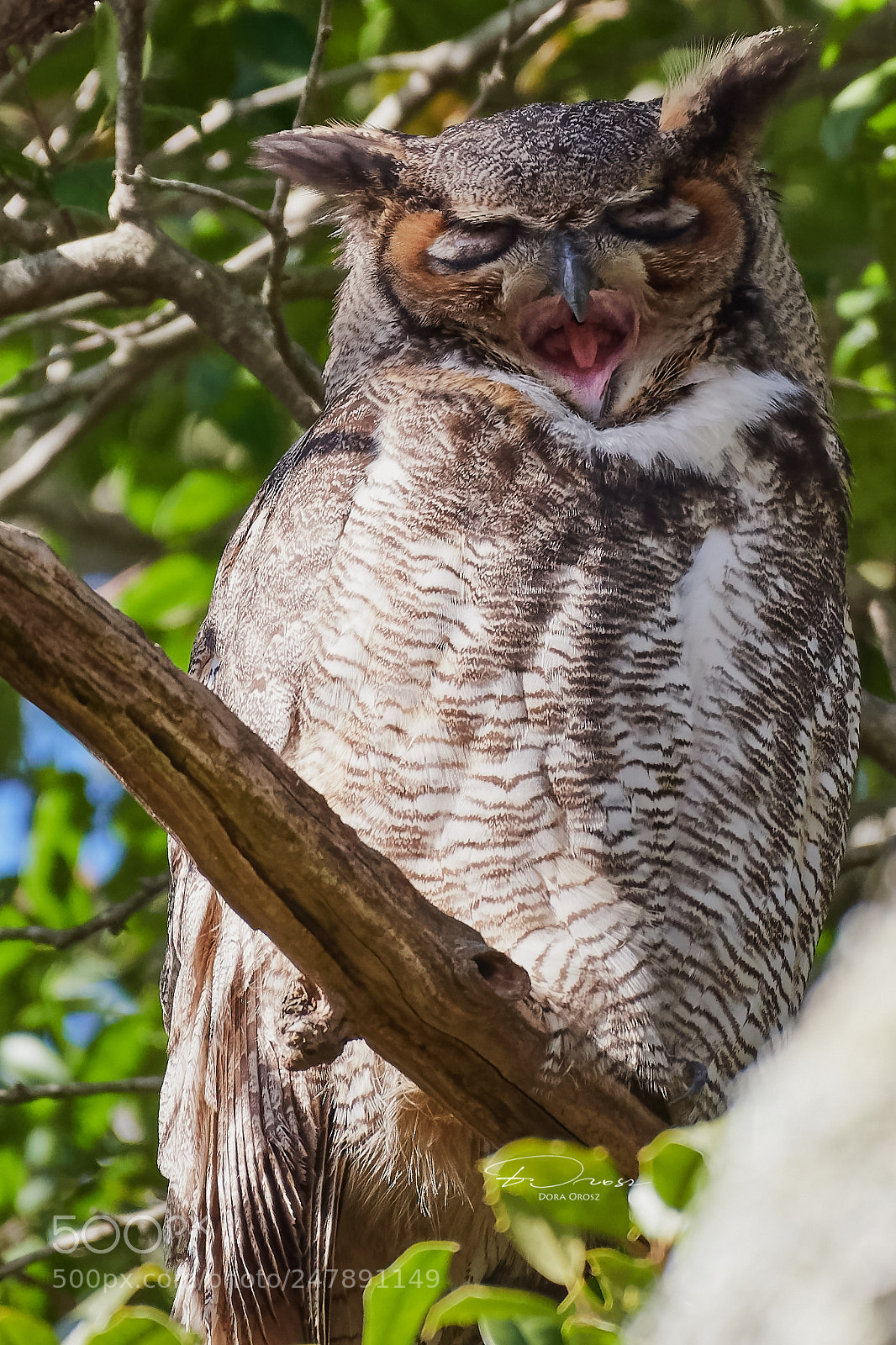 Nikon D500 sample photo. Sleepy great horned owl photography