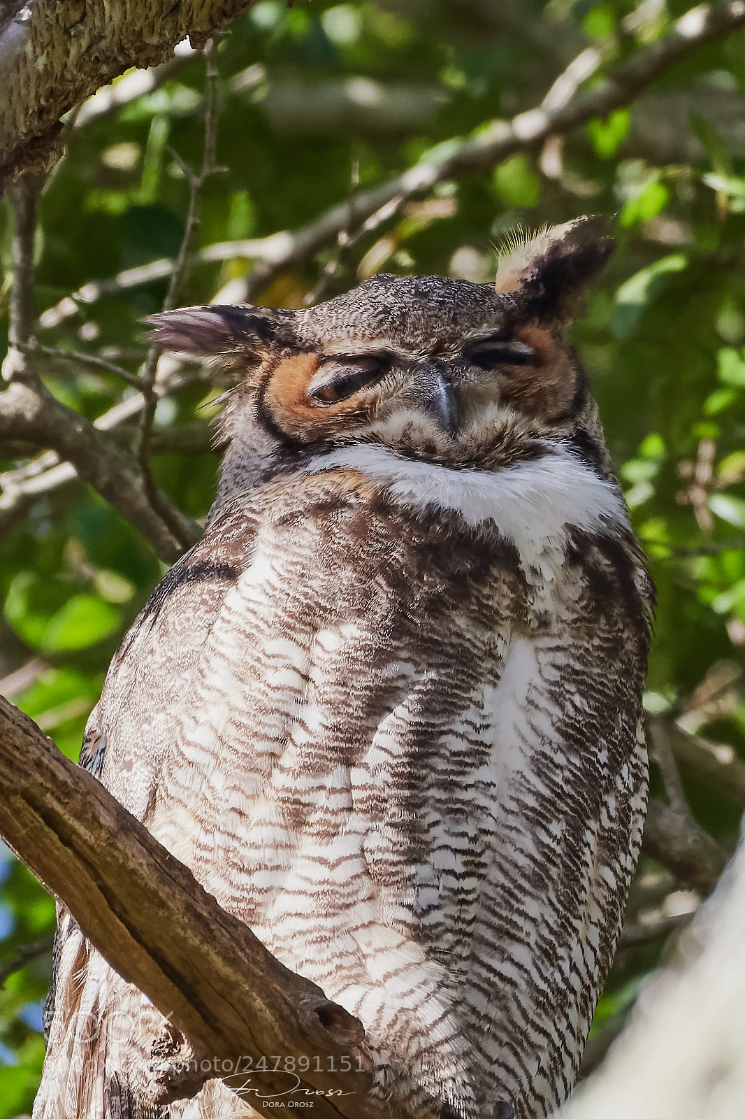 Nikon D500 sample photo. Sleepy great horned owl photography