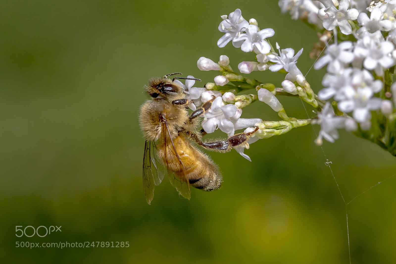 Canon EOS 7D Mark II sample photo. Honey bee photography