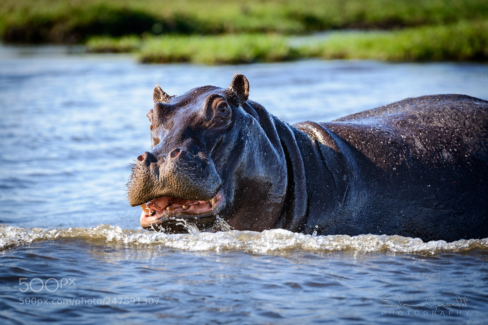 Nikon D800 sample photo. Hippopotame photography