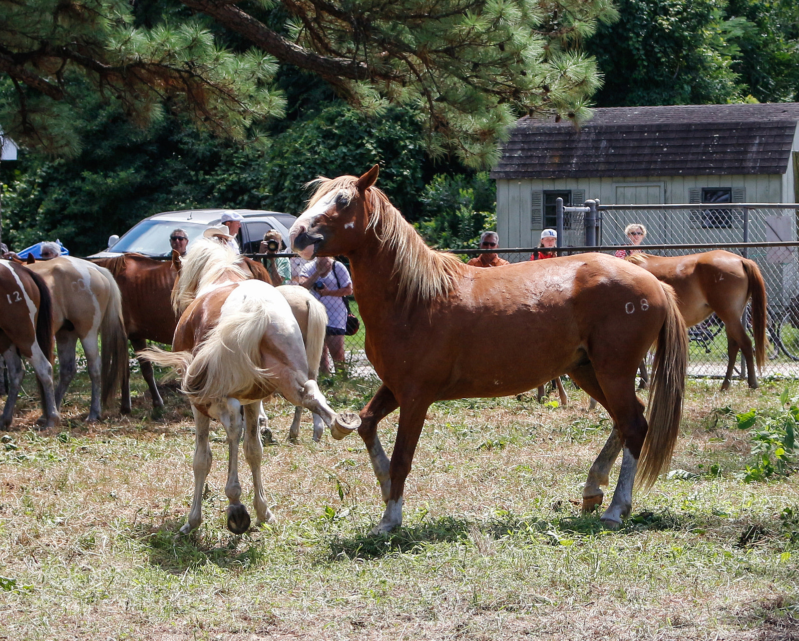 Canon EOS 700D (EOS Rebel T5i / EOS Kiss X7i) sample photo. The great chincoteague pony photography