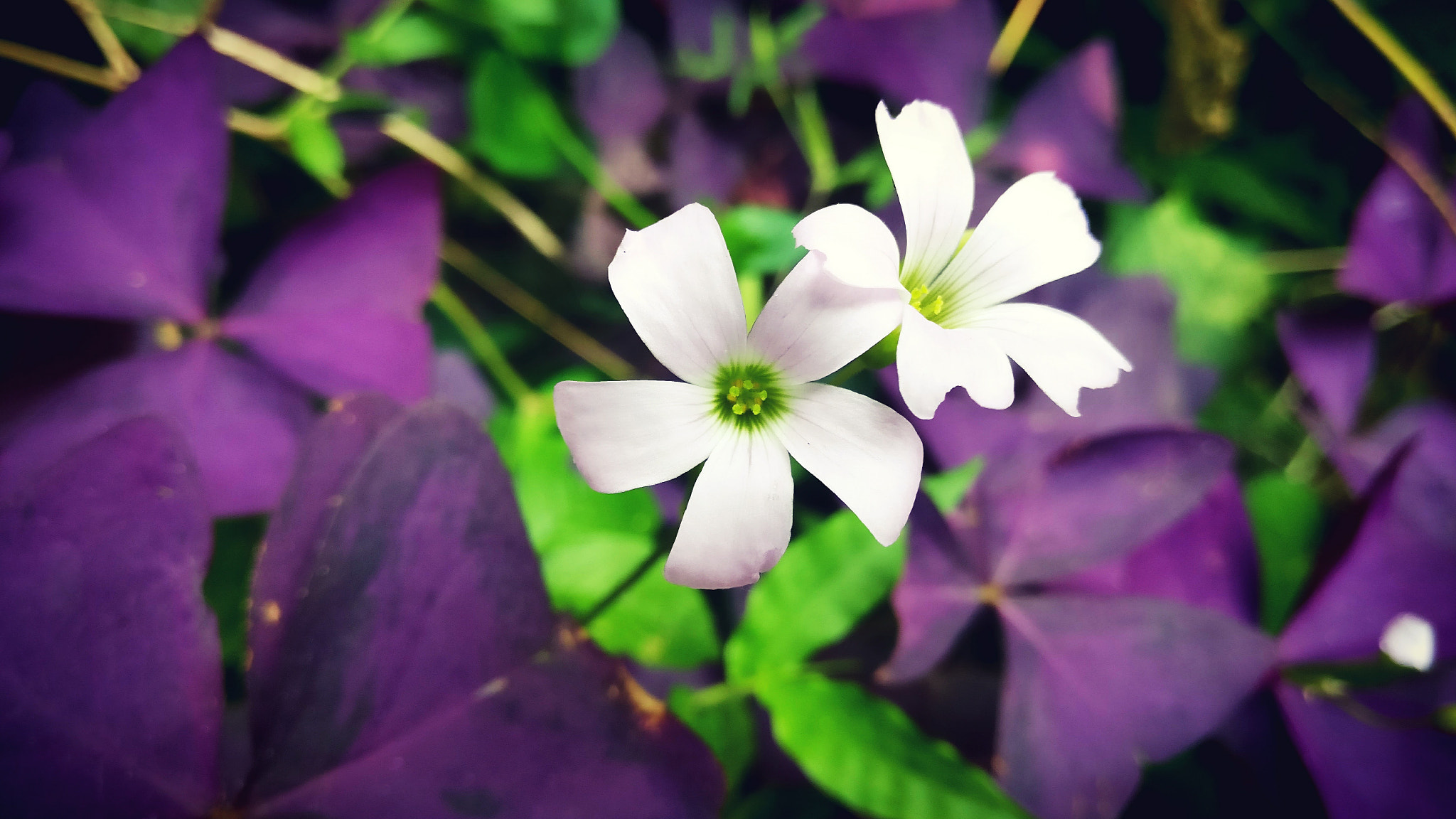OnePlus A3010 sample photo