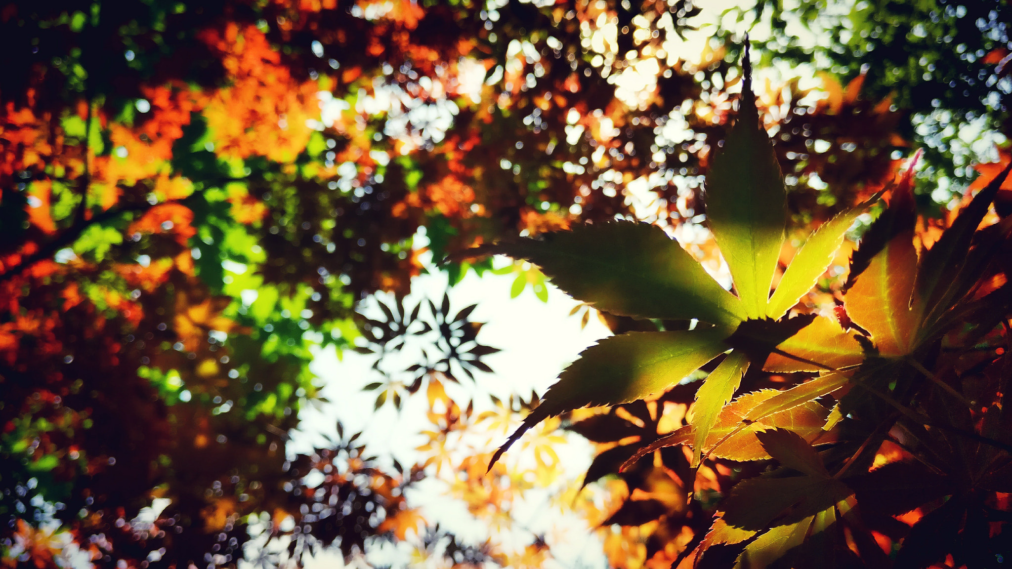 OnePlus A3010 sample photo