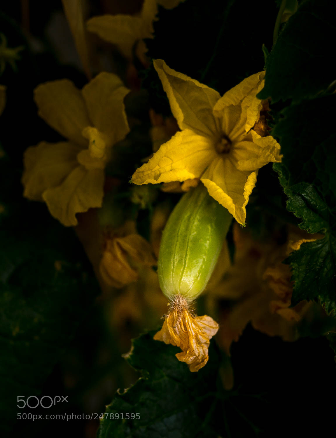 Panasonic Lumix DMC-GX85 (Lumix DMC-GX80 / Lumix DMC-GX7 Mark II) sample photo. Blom photography