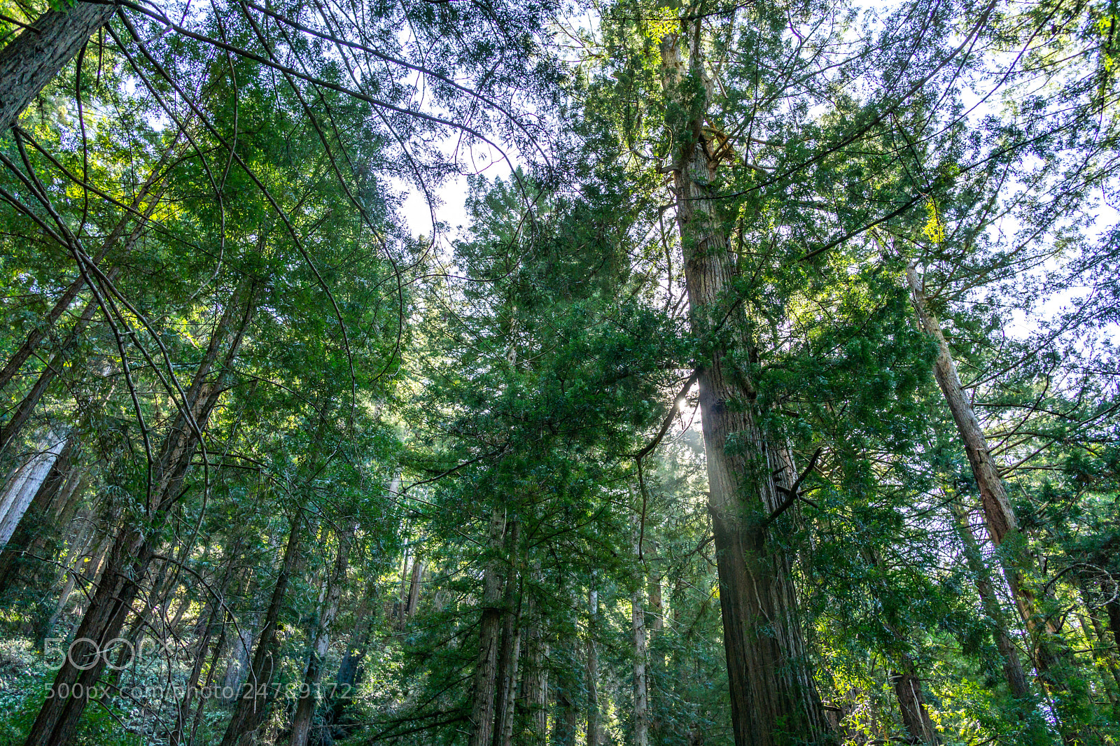 Sony a6000 sample photo. Redwood canopy photography