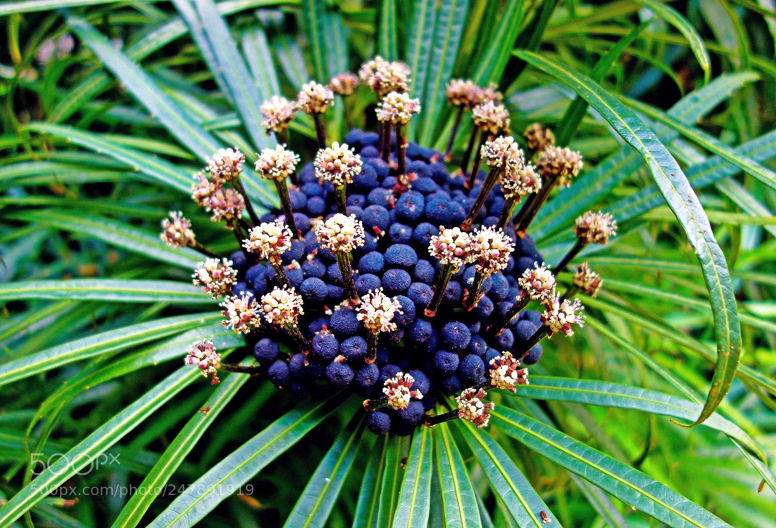 Sony Cyber-shot DSC-RX100 sample photo. Berries and stamen photography