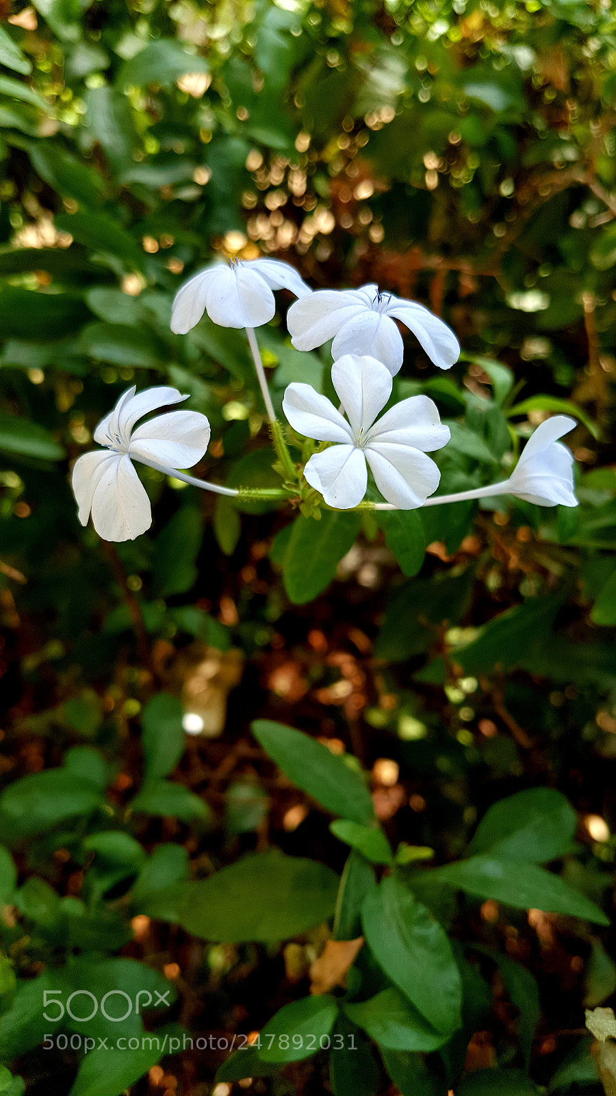 Samsung Galaxy Note5 sample photo. Bokeh photography