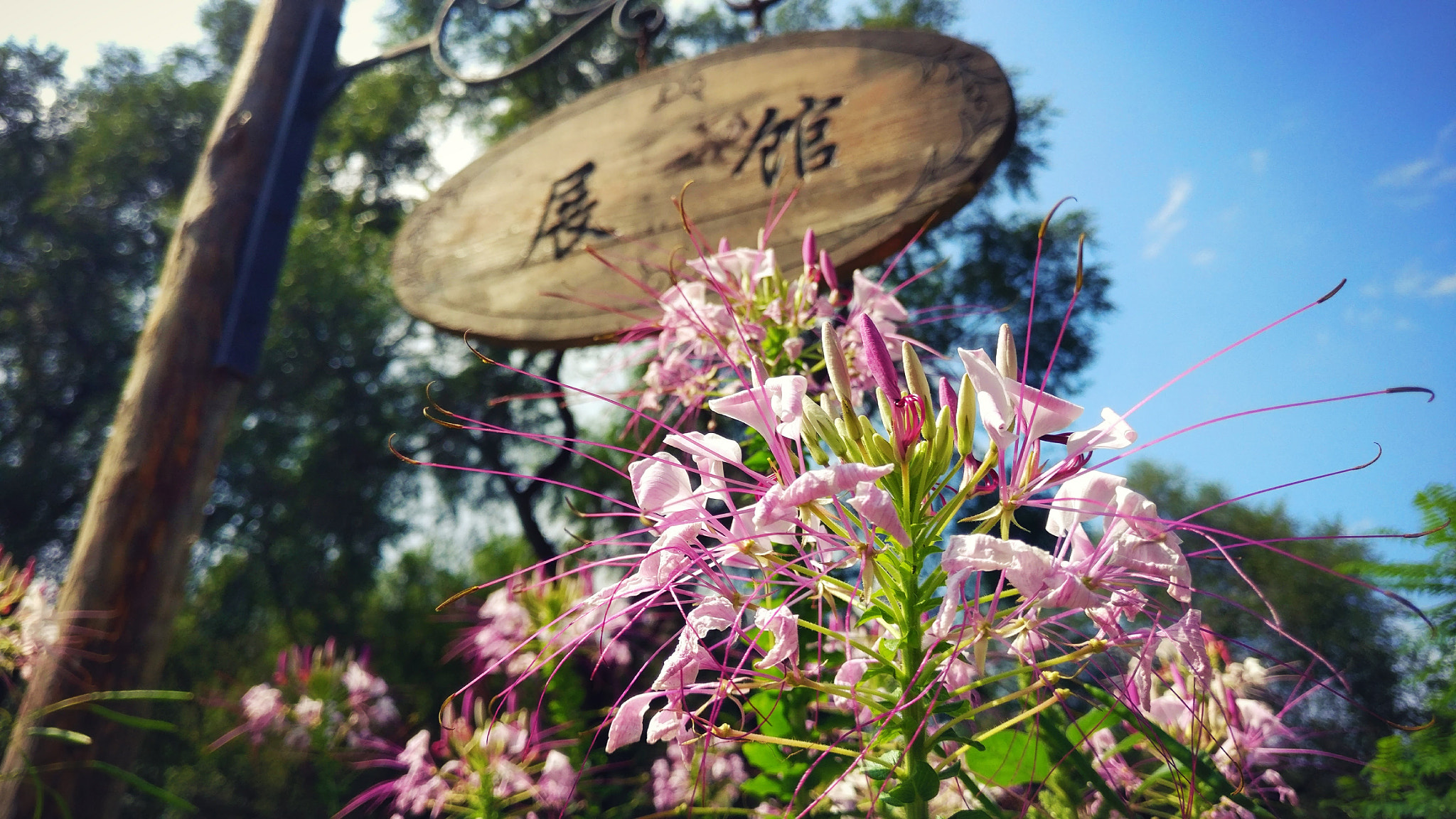 OnePlus A3010 sample photo