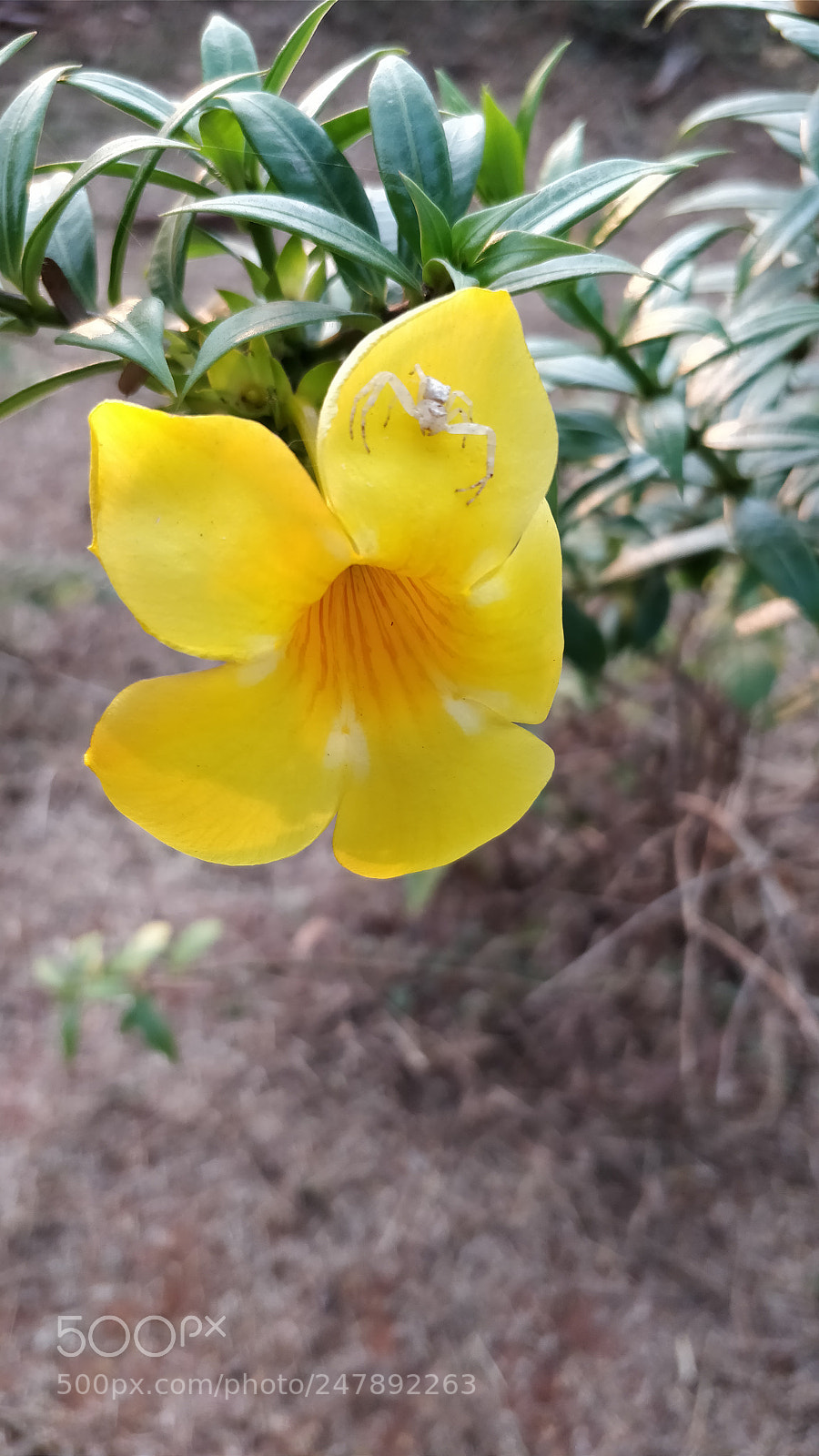 OnePlus 5 sample photo. Yellow bloom photography