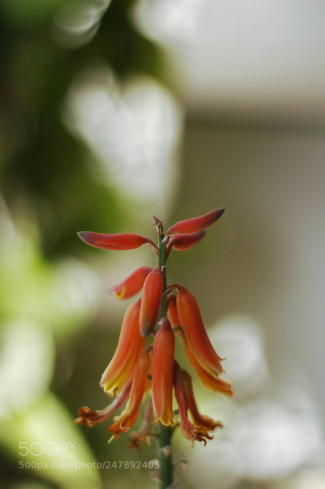 Canon EOS 1300D (EOS Rebel T6 / EOS Kiss X80) sample photo. Flower photography