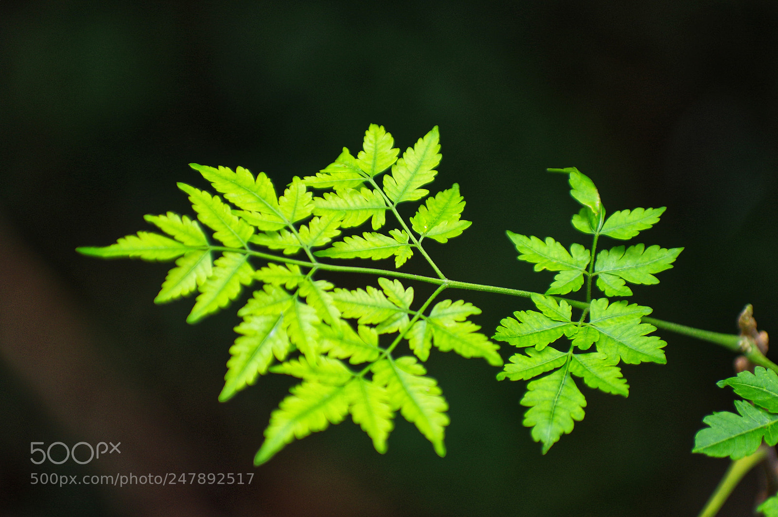 Pentax K-3 II sample photo. Untitled photography