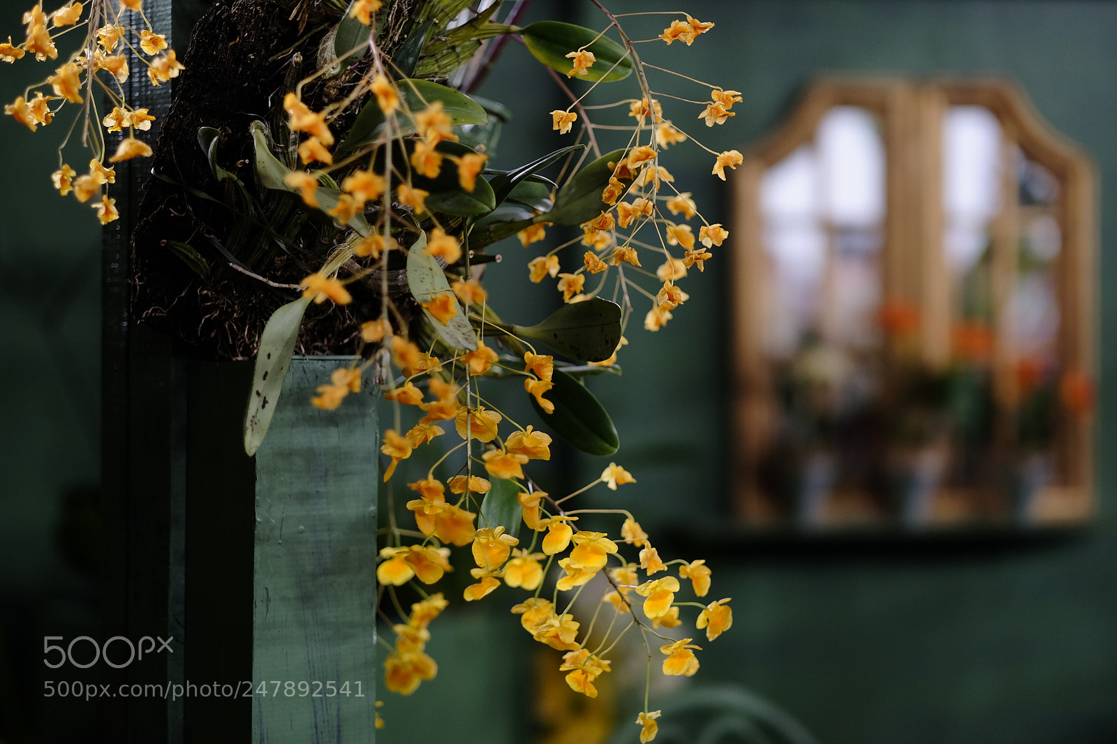 Fujifilm X-T1 sample photo. Orchids photography