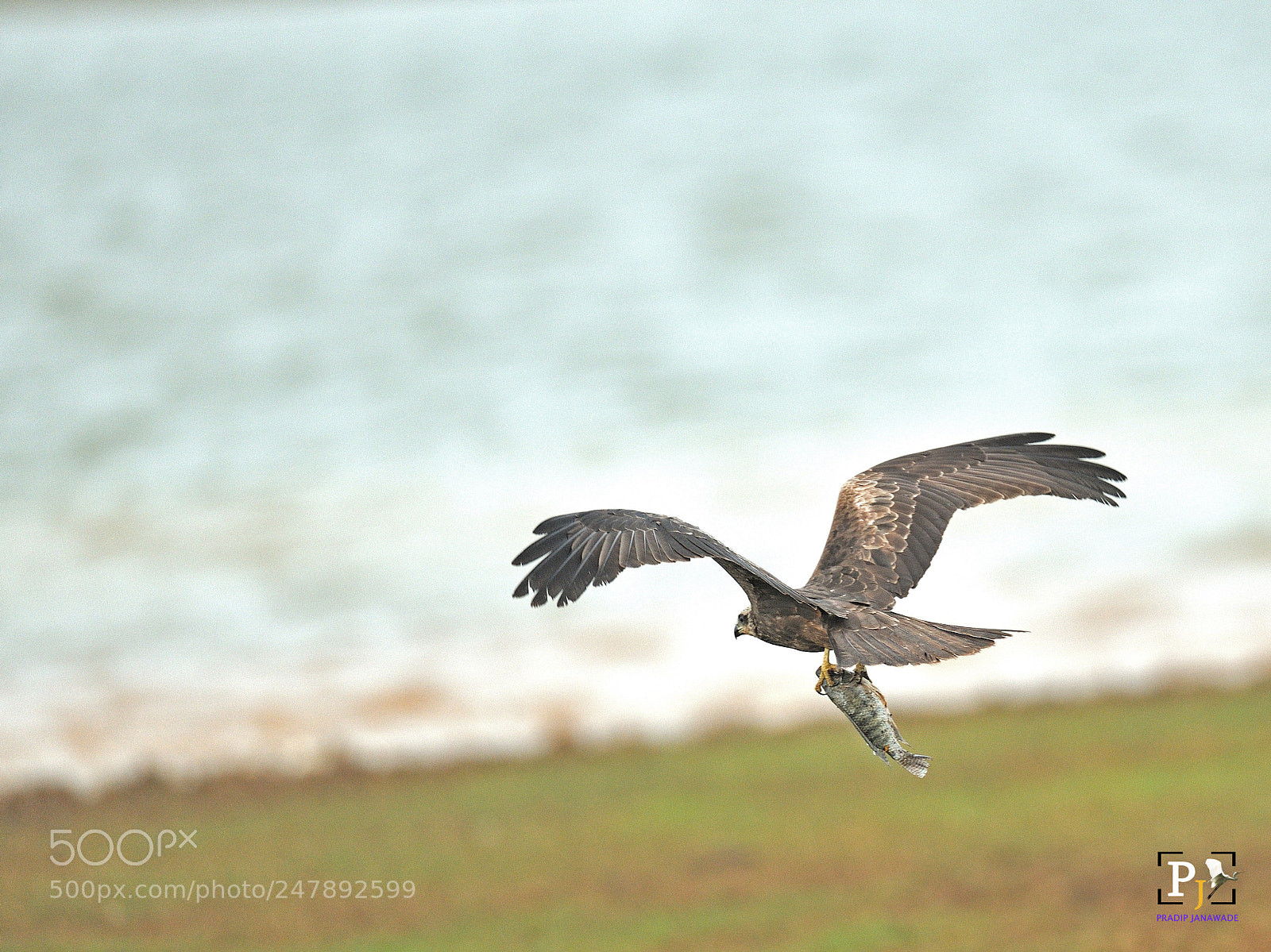 Nikon D3X sample photo. Black kite flying with photography