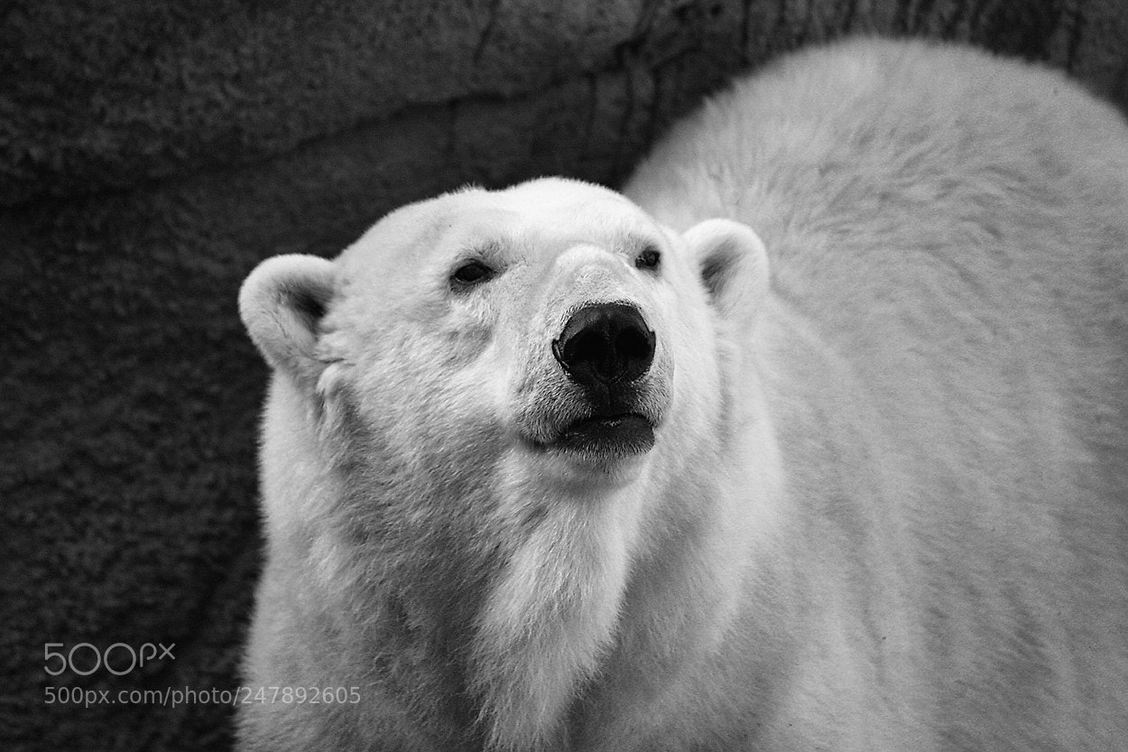 Canon EOS 40D sample photo. Polar bear photography