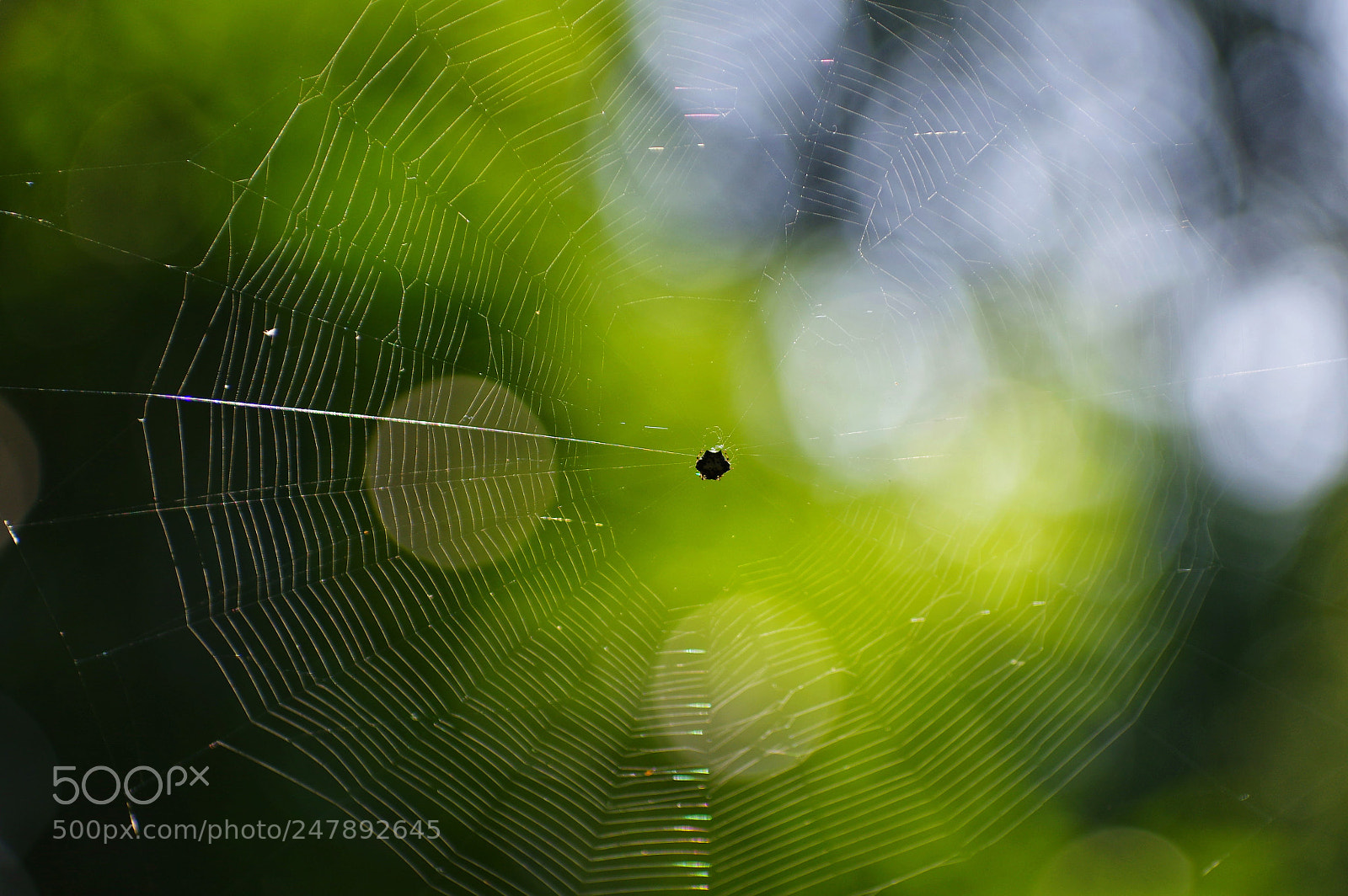 Pentax K-3 II sample photo. Untitled photography