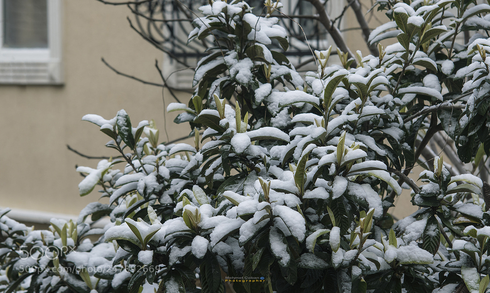 Pentax K-3 II sample photo. New falling snow photography