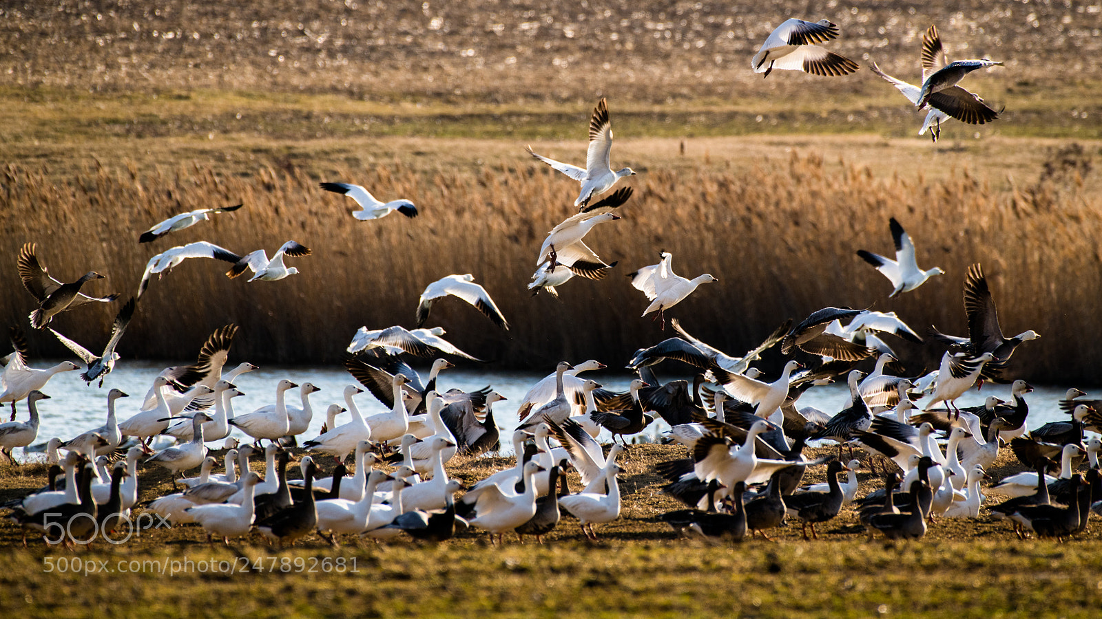 Nikon D850 sample photo. Snow geese photography