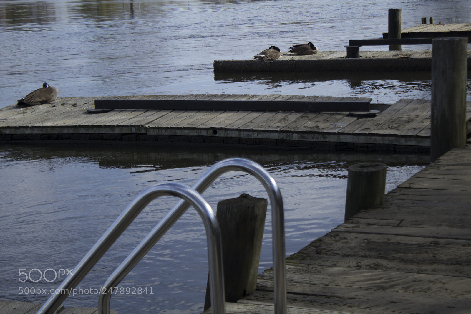 Canon EOS 1200D (EOS Rebel T5 / EOS Kiss X70 / EOS Hi) sample photo. Docks and canada geese. photography