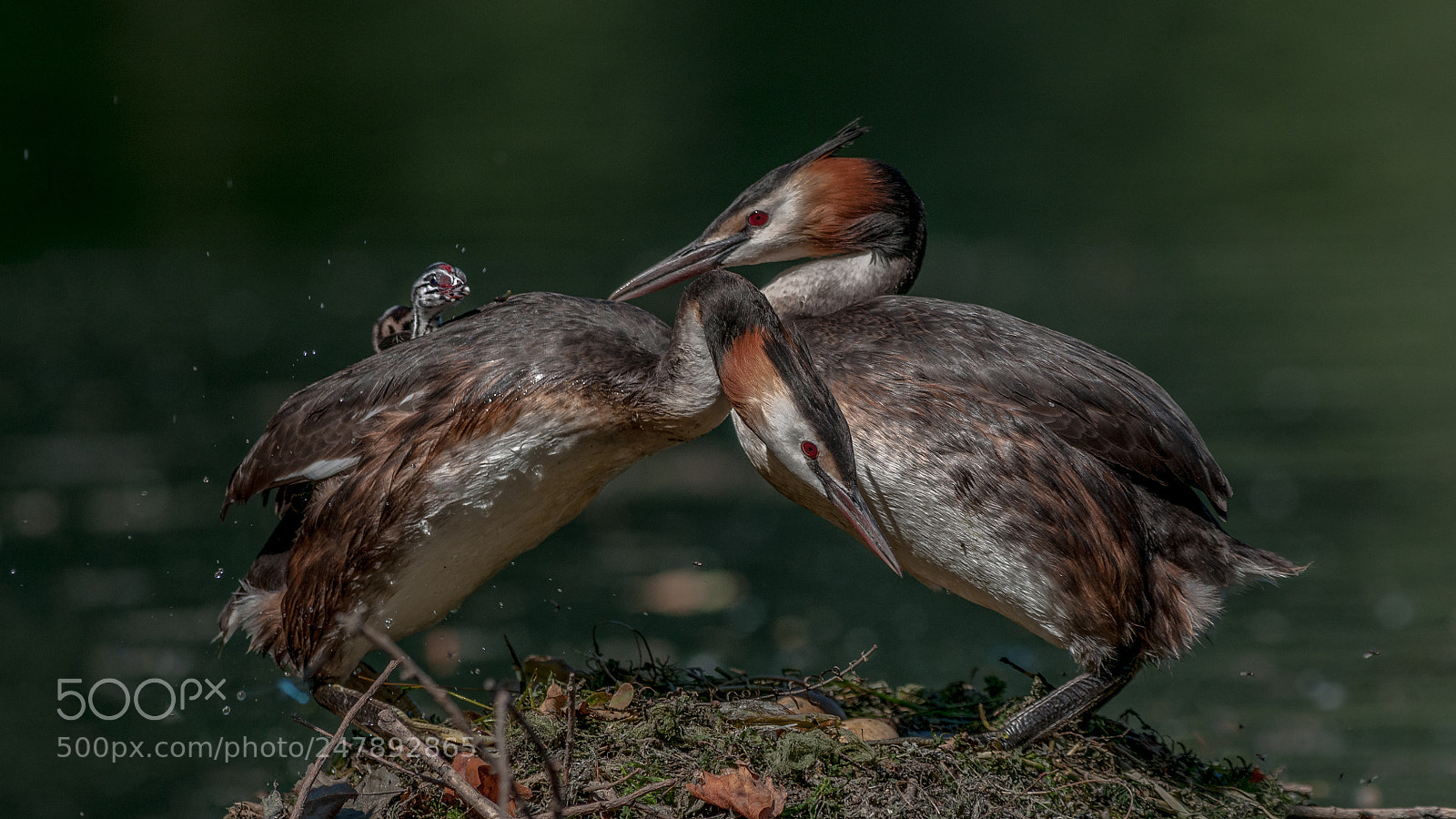 Nikon D300 sample photo. Famille photography