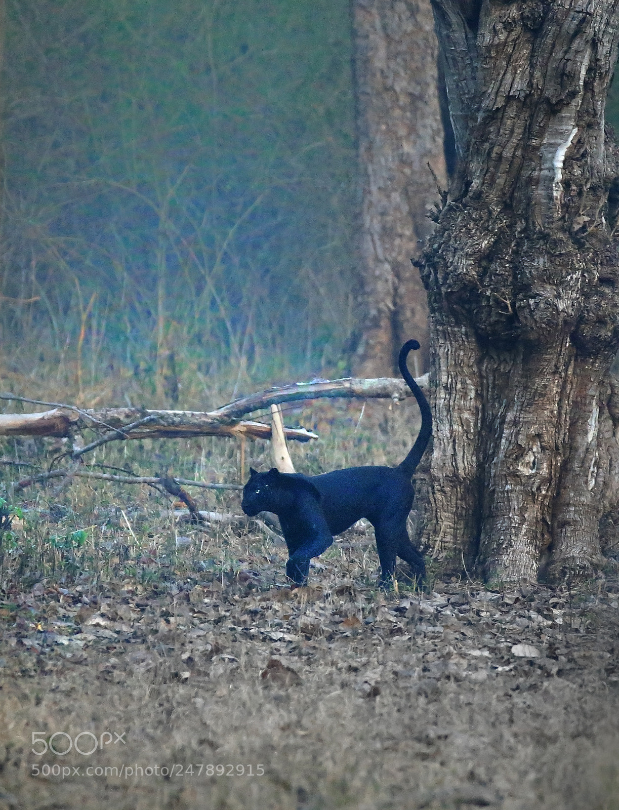 Canon EOS-1D X sample photo. Shot at very low photography