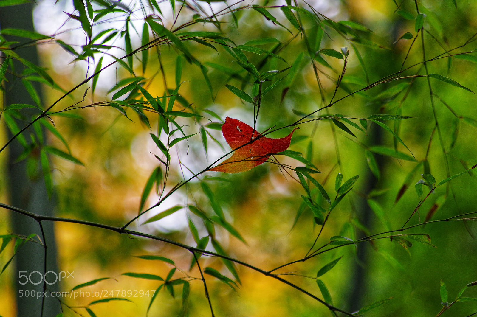 Pentax K-3 II sample photo. Untitled photography