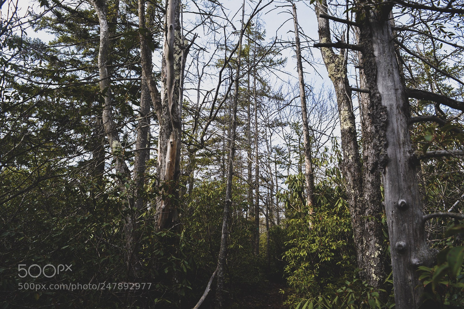 Nikon D5200 sample photo. The freedom of being photography