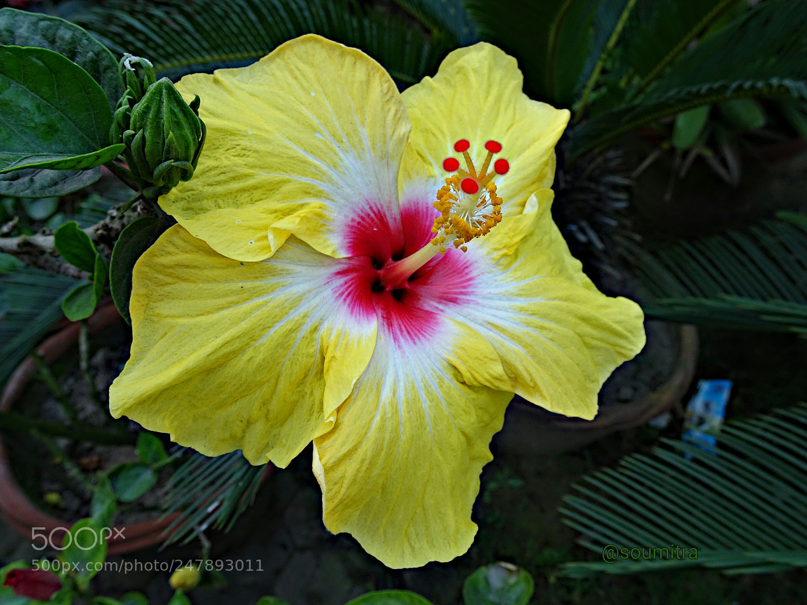 Sony Cyber-shot DSC-HX90V sample photo. Hibiscus photography