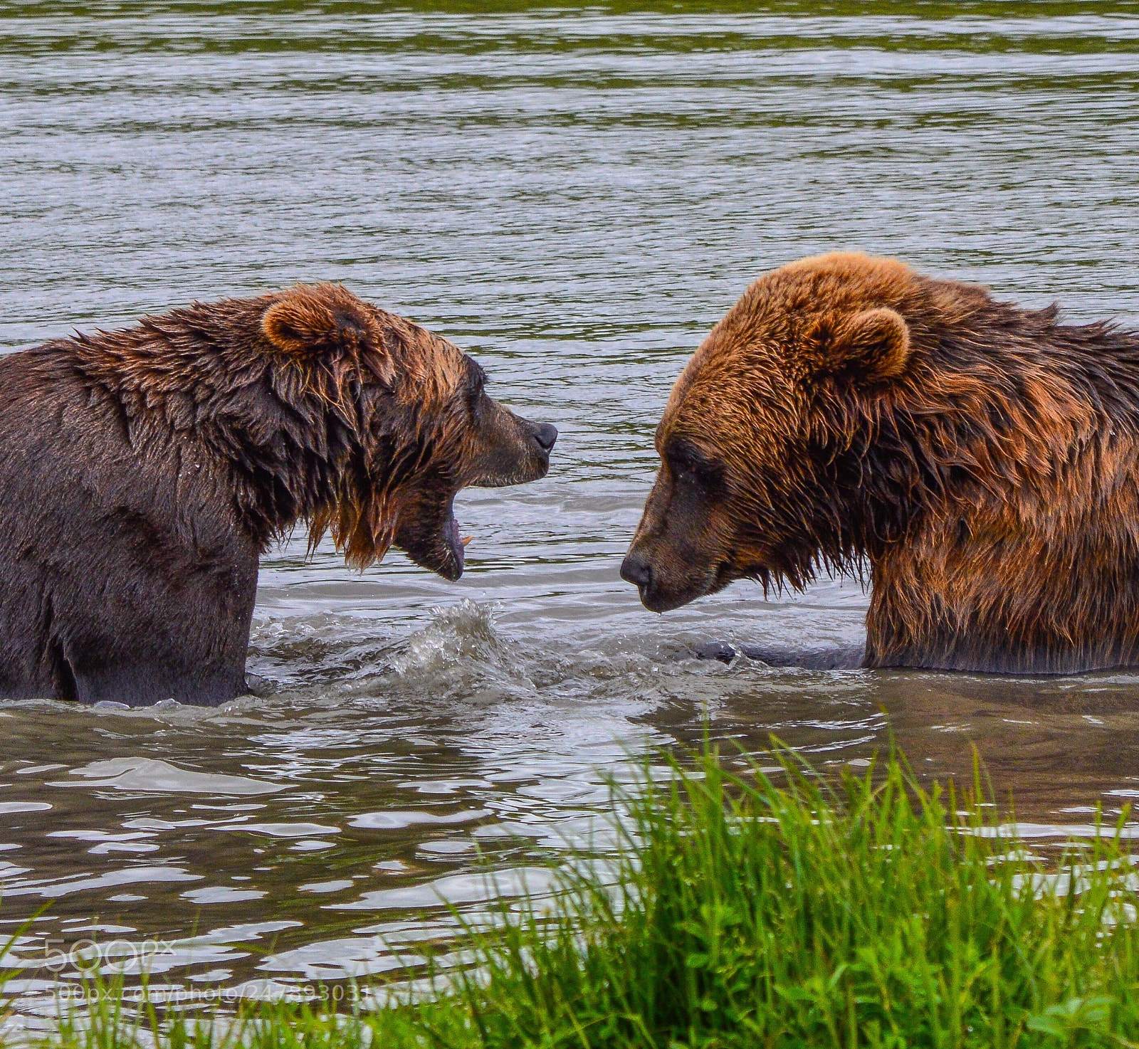 Nikon D3200 sample photo. Alaskan grizzlies photography
