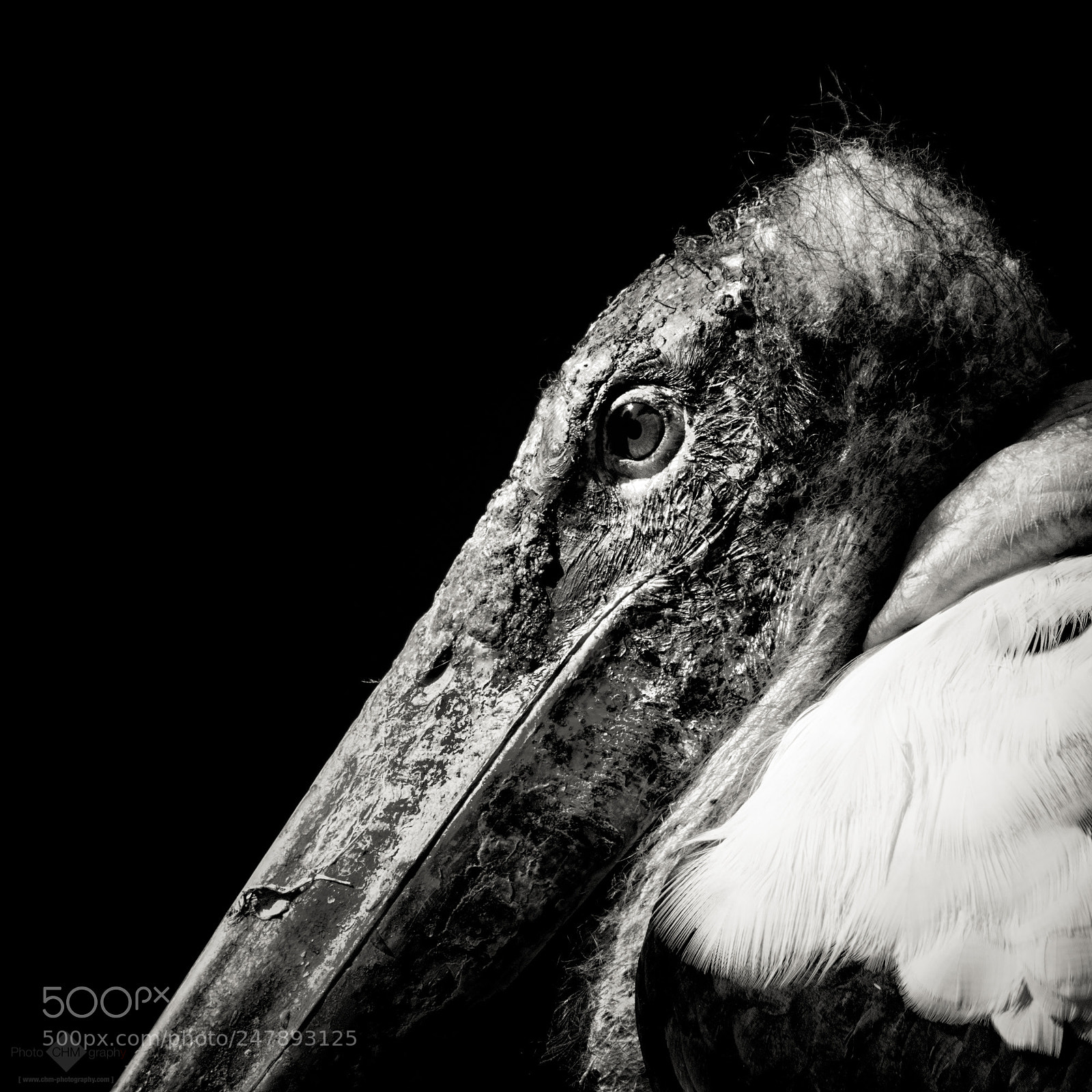 Nikon D7100 sample photo. Marabou photography
