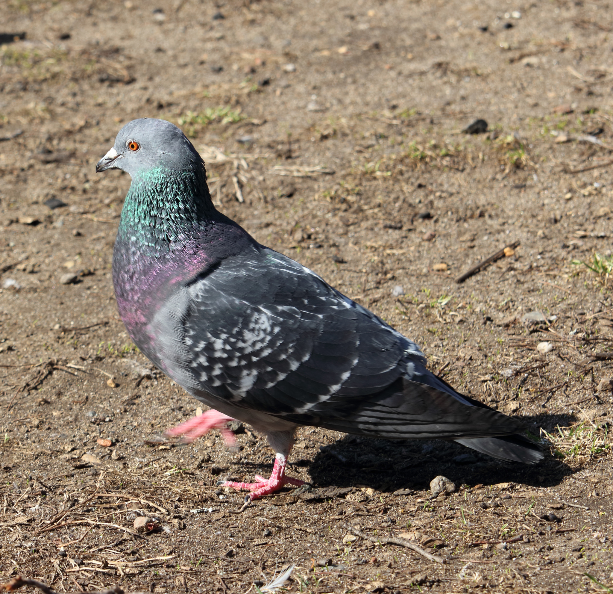 Canon EF-S 55-250mm F4-5.6 IS STM sample photo. Img photography