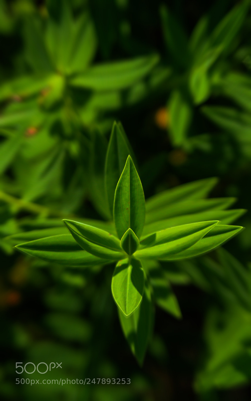 Canon EOS 7D sample photo. Leaves wallpaper photography