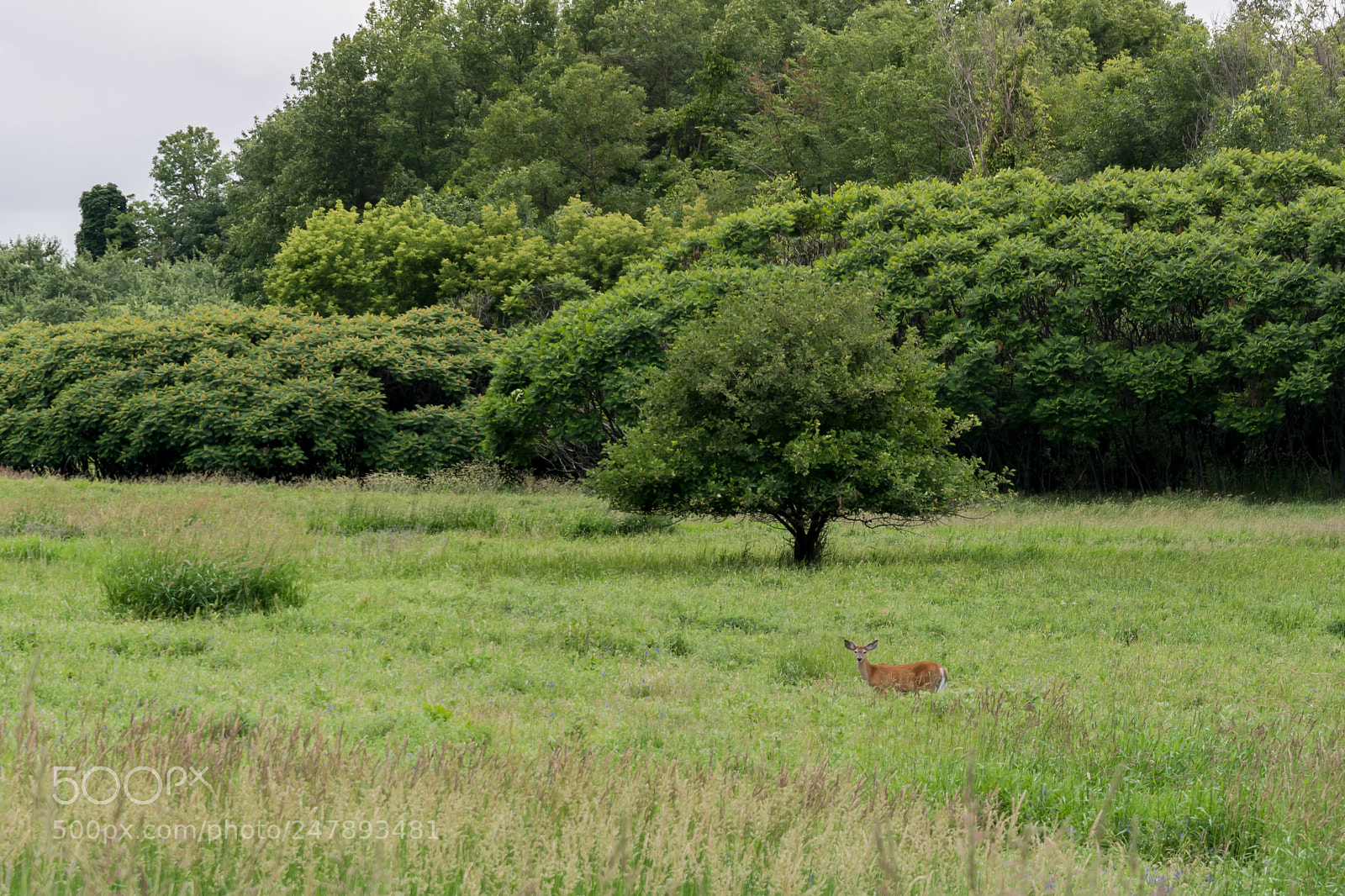 Nikon D500 sample photo. Meadow photography