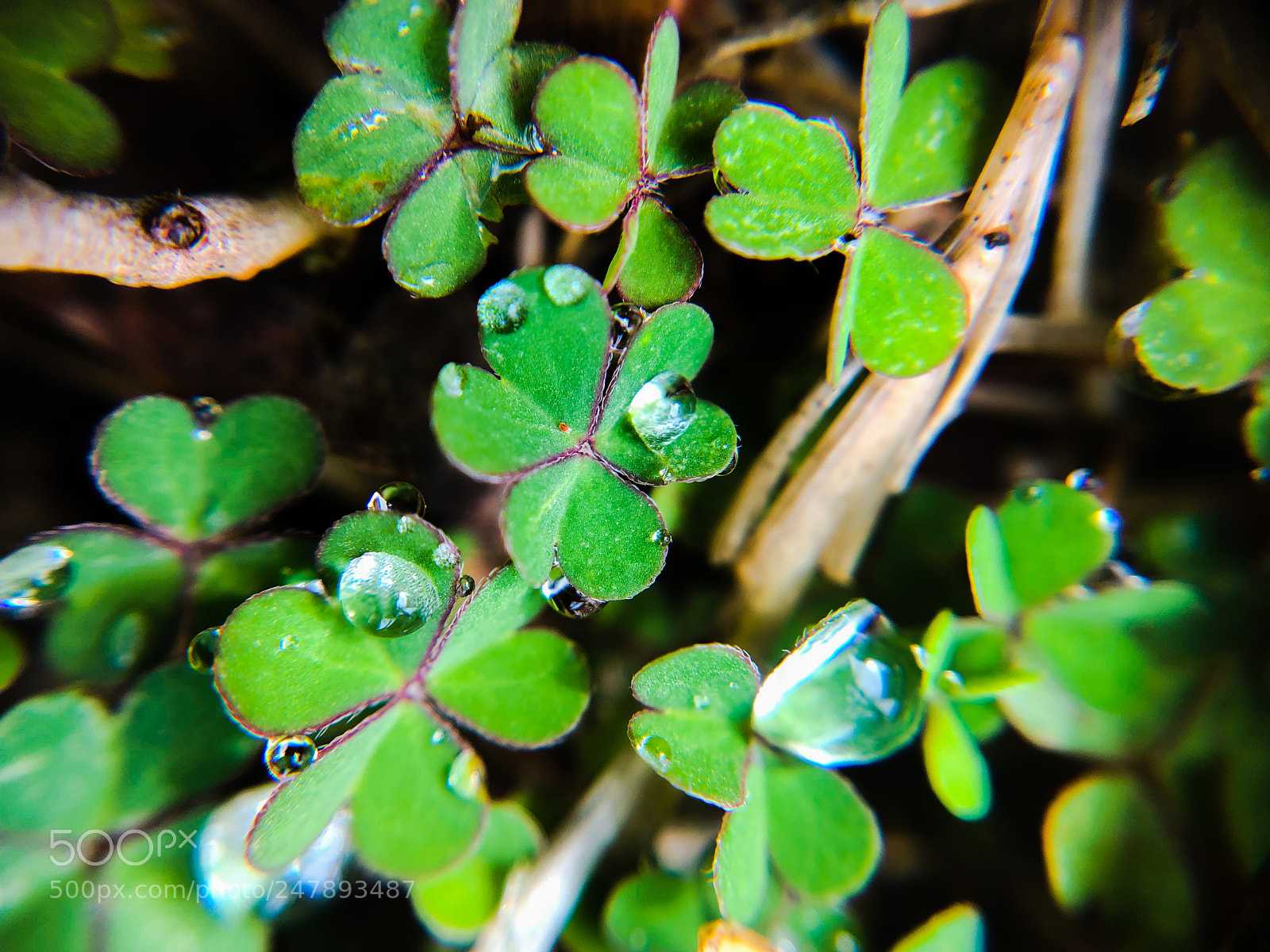Apple iPhone X sample photo. Lucky drops photography